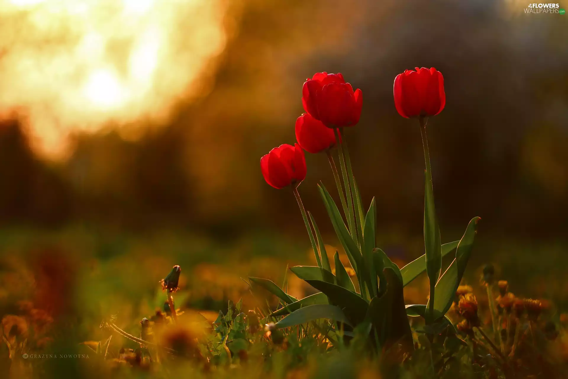 Flowers, Red, Tulips
