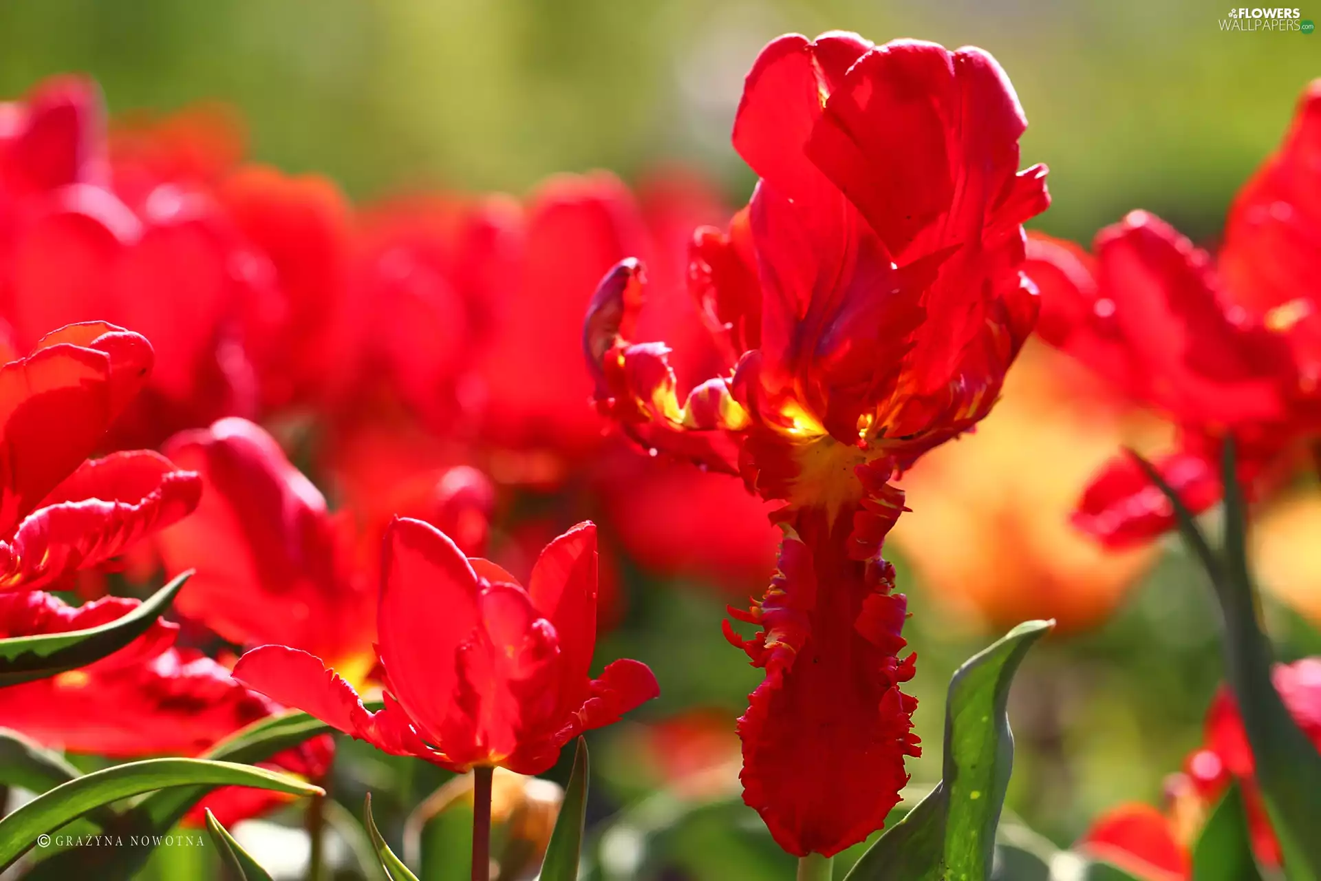 Flowers, Red, Tulips