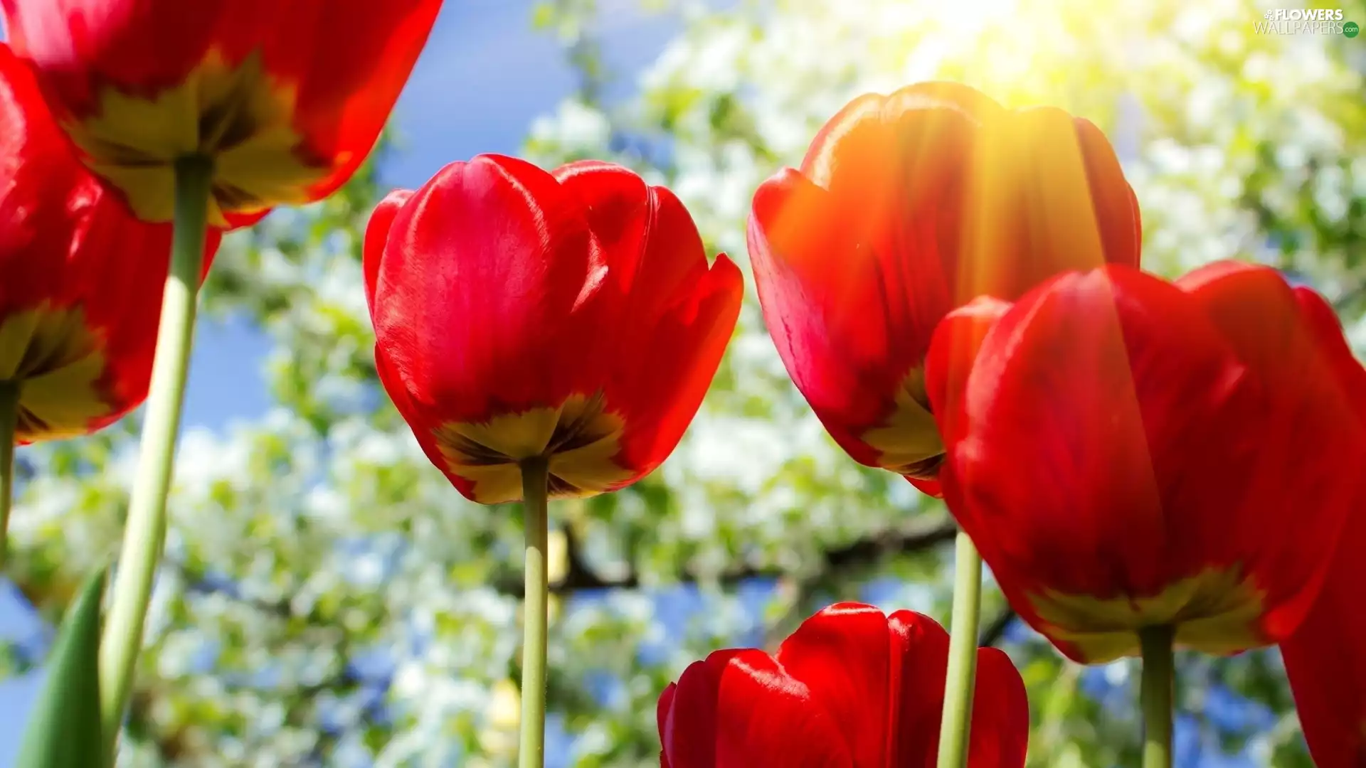 Flowers, Red, Tulips