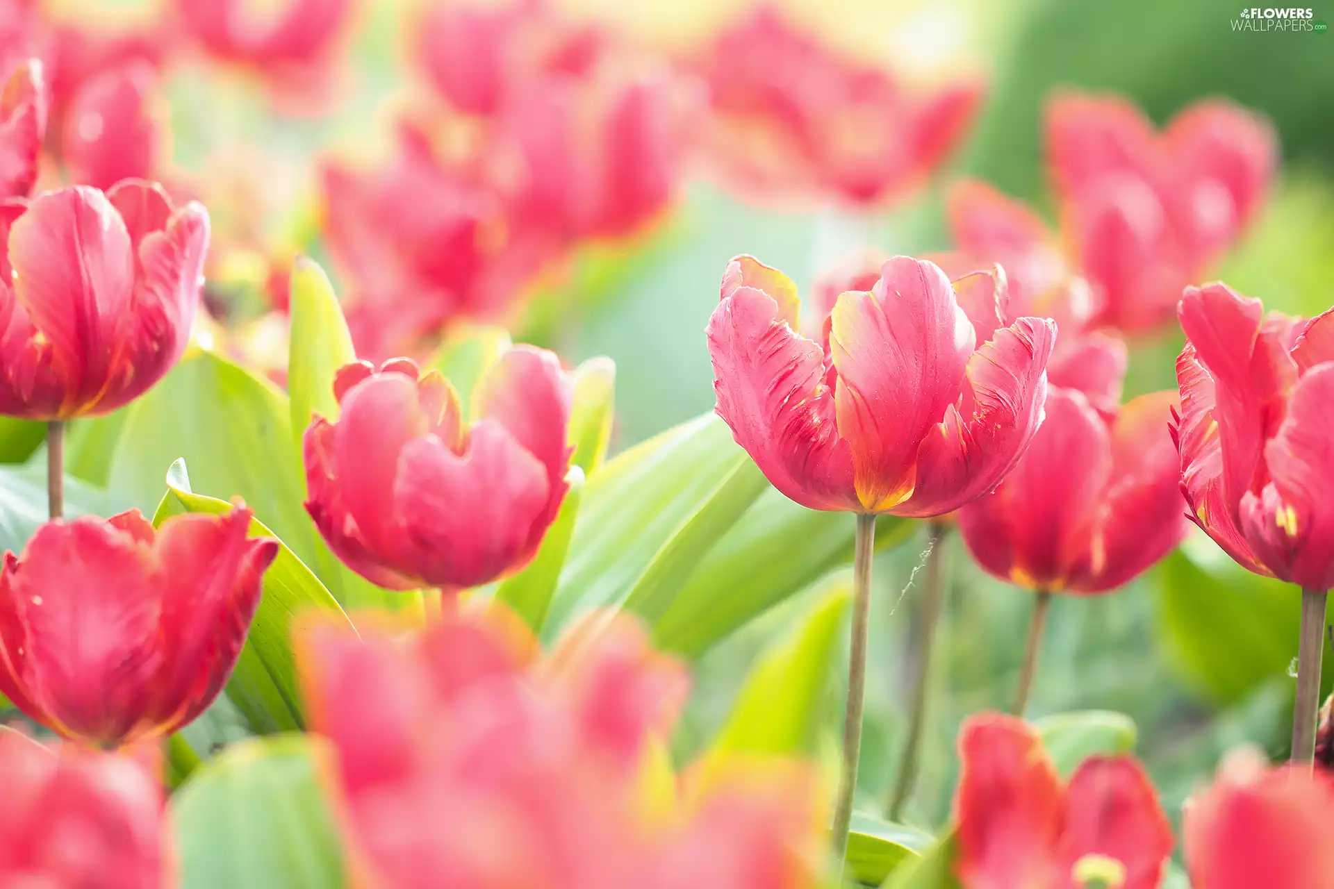 Flowers, Red, Tulips
