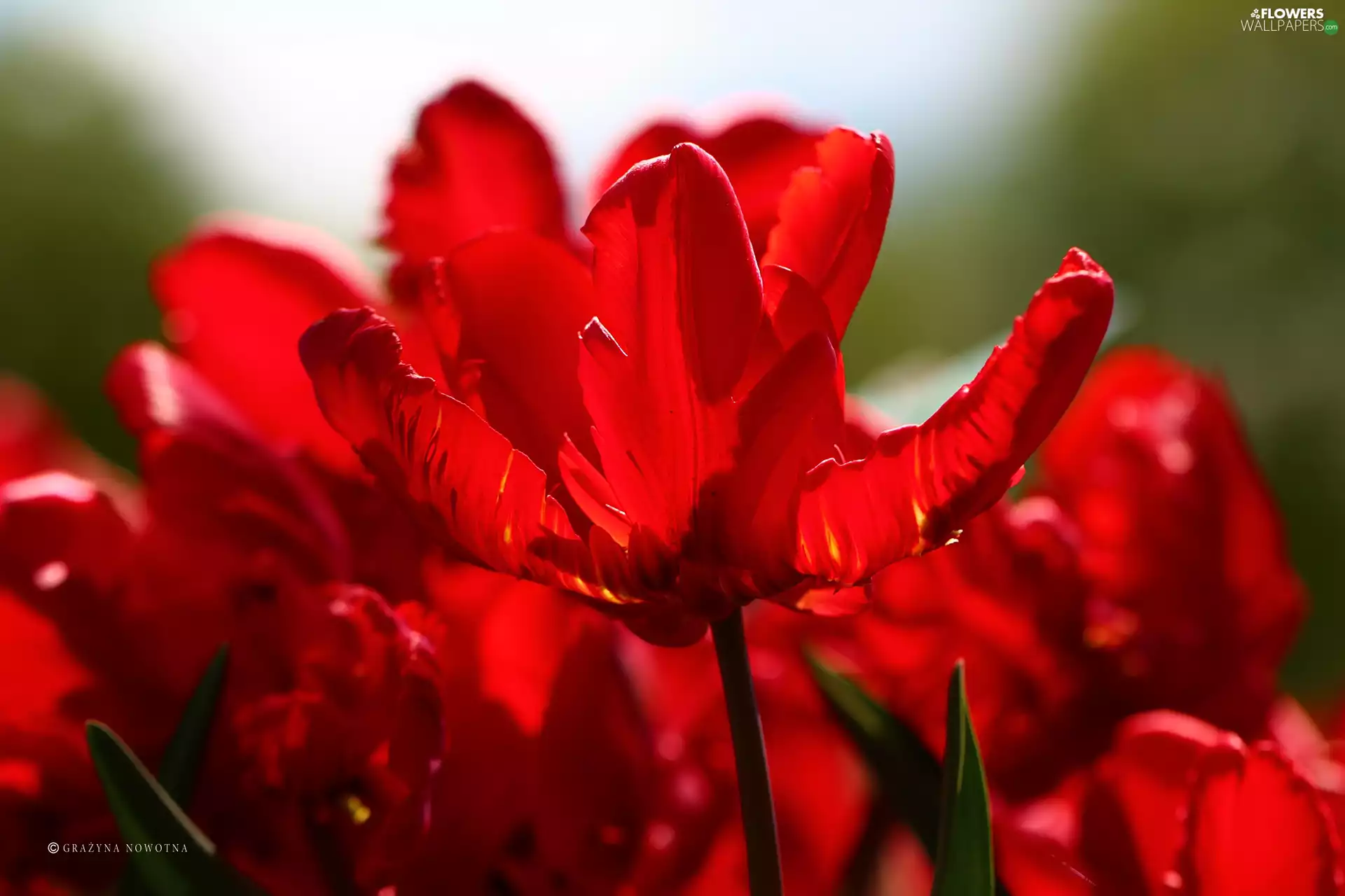 Flowers, Red, Tulips