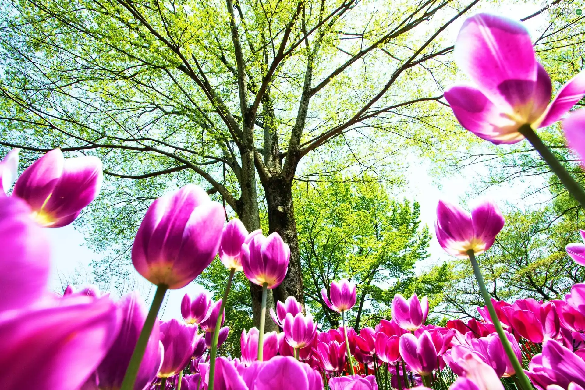 Tulips, trees, viewes, Flowers