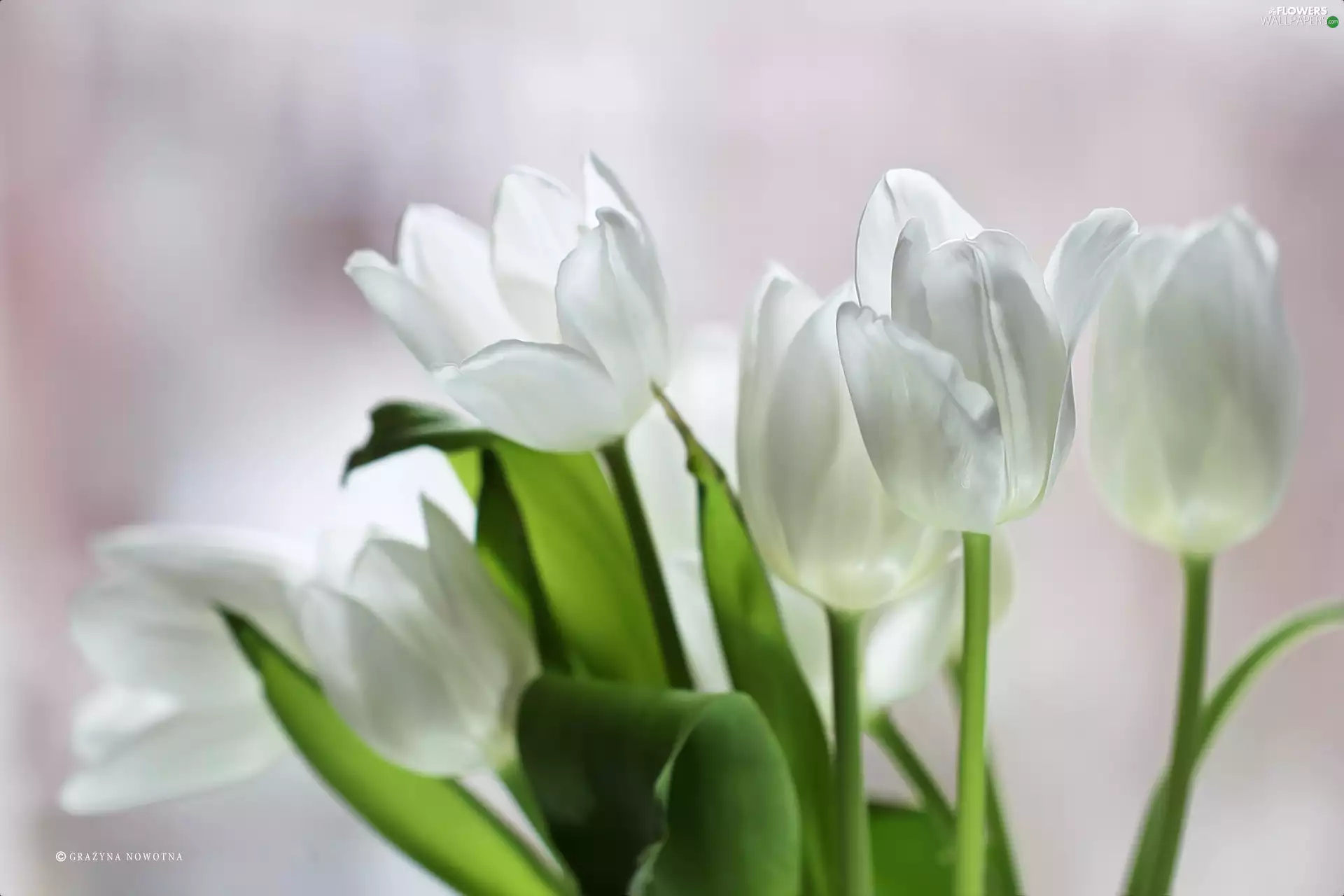 Flowers, White, Tulips