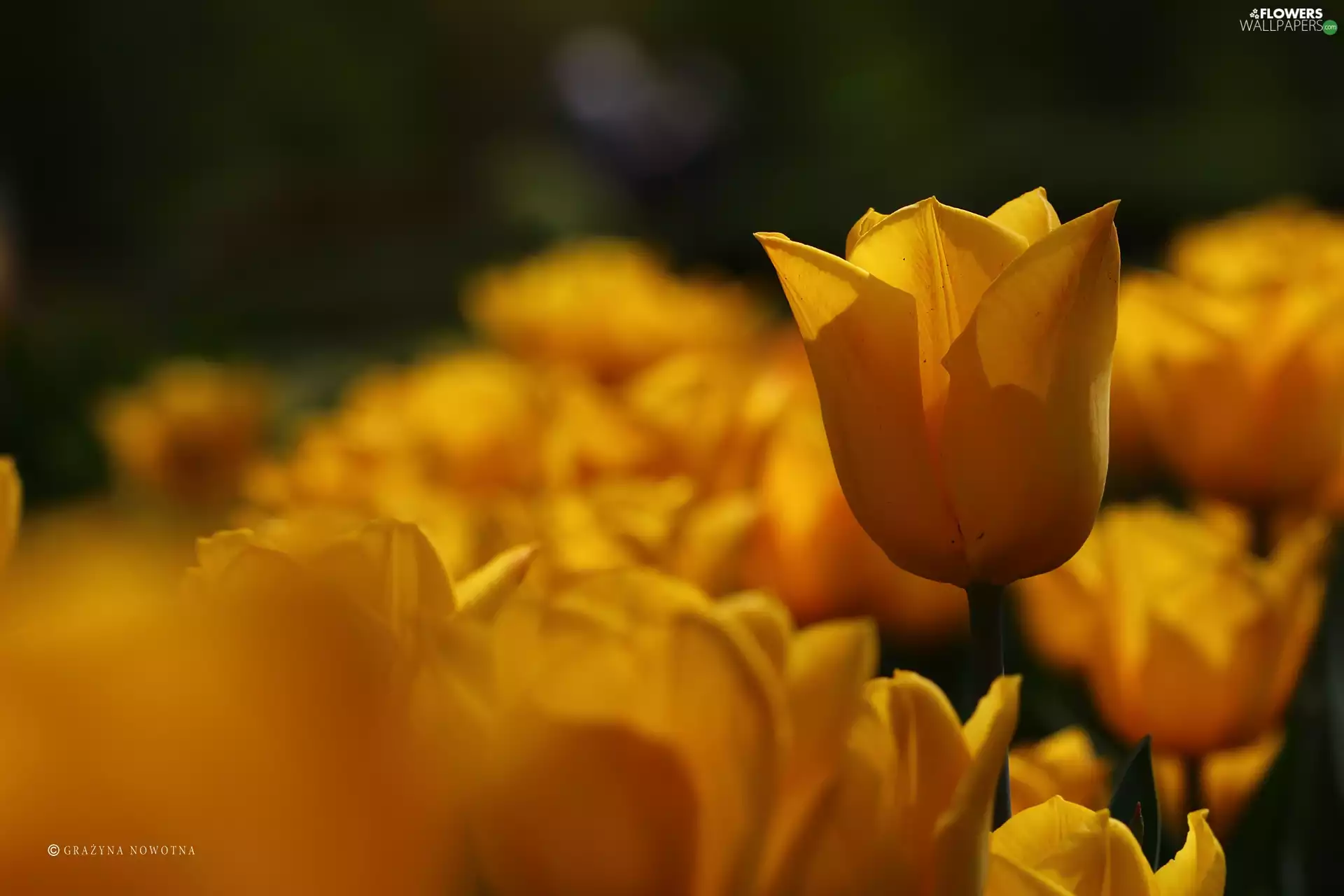 Flowers, Yellow, Tulips