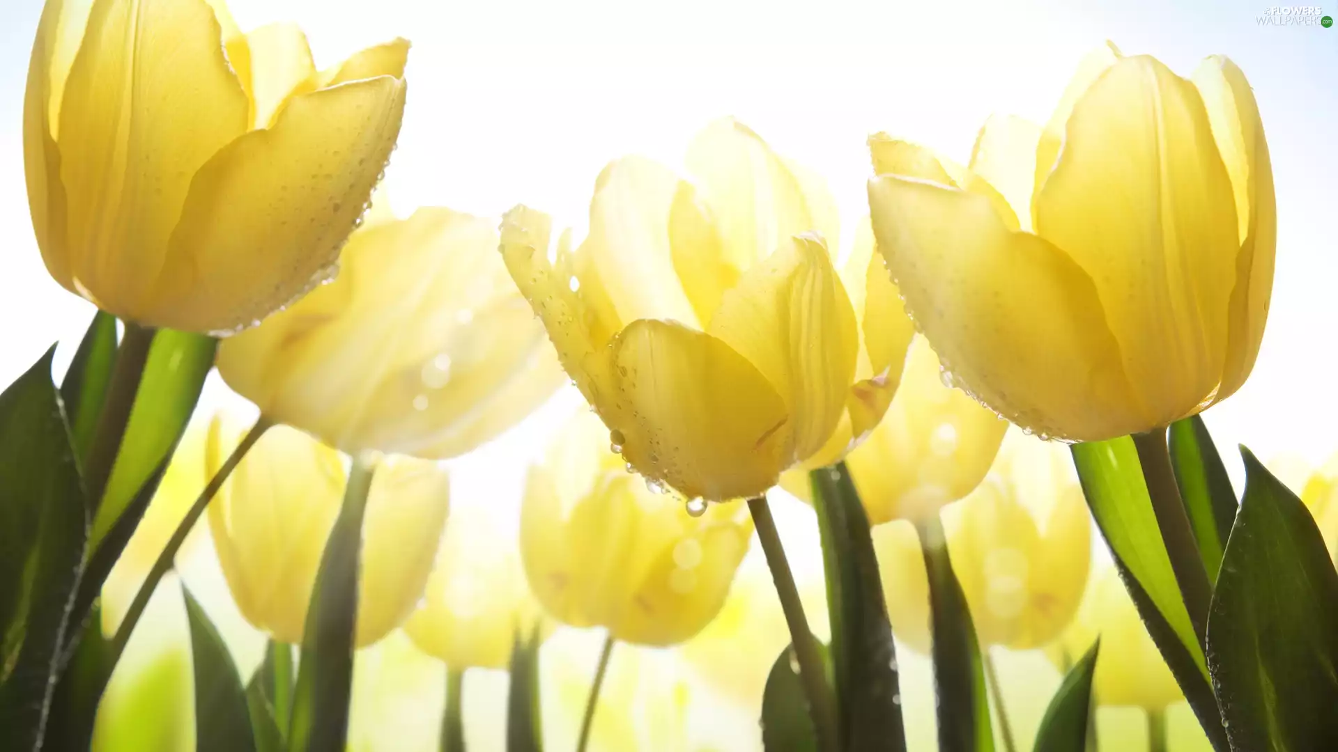 Flowers, Yellow, Tulips