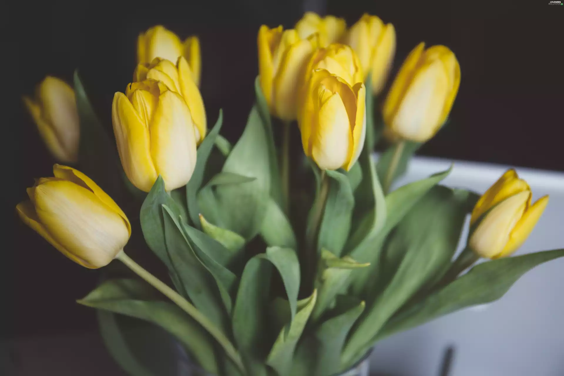 Flowers, Yellow, Tulips