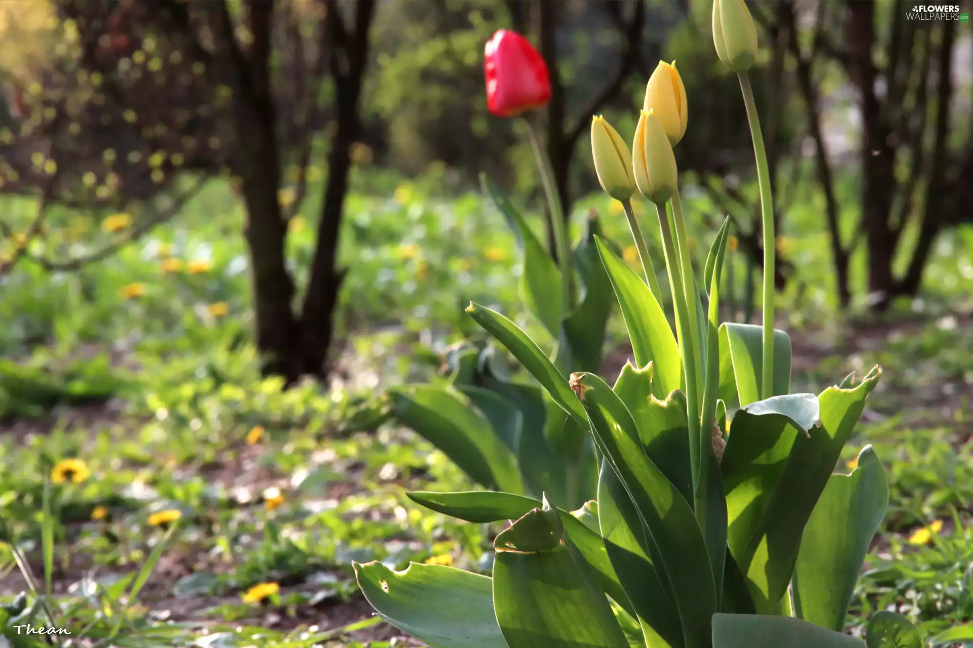 Flowers, Yellow, Tulips