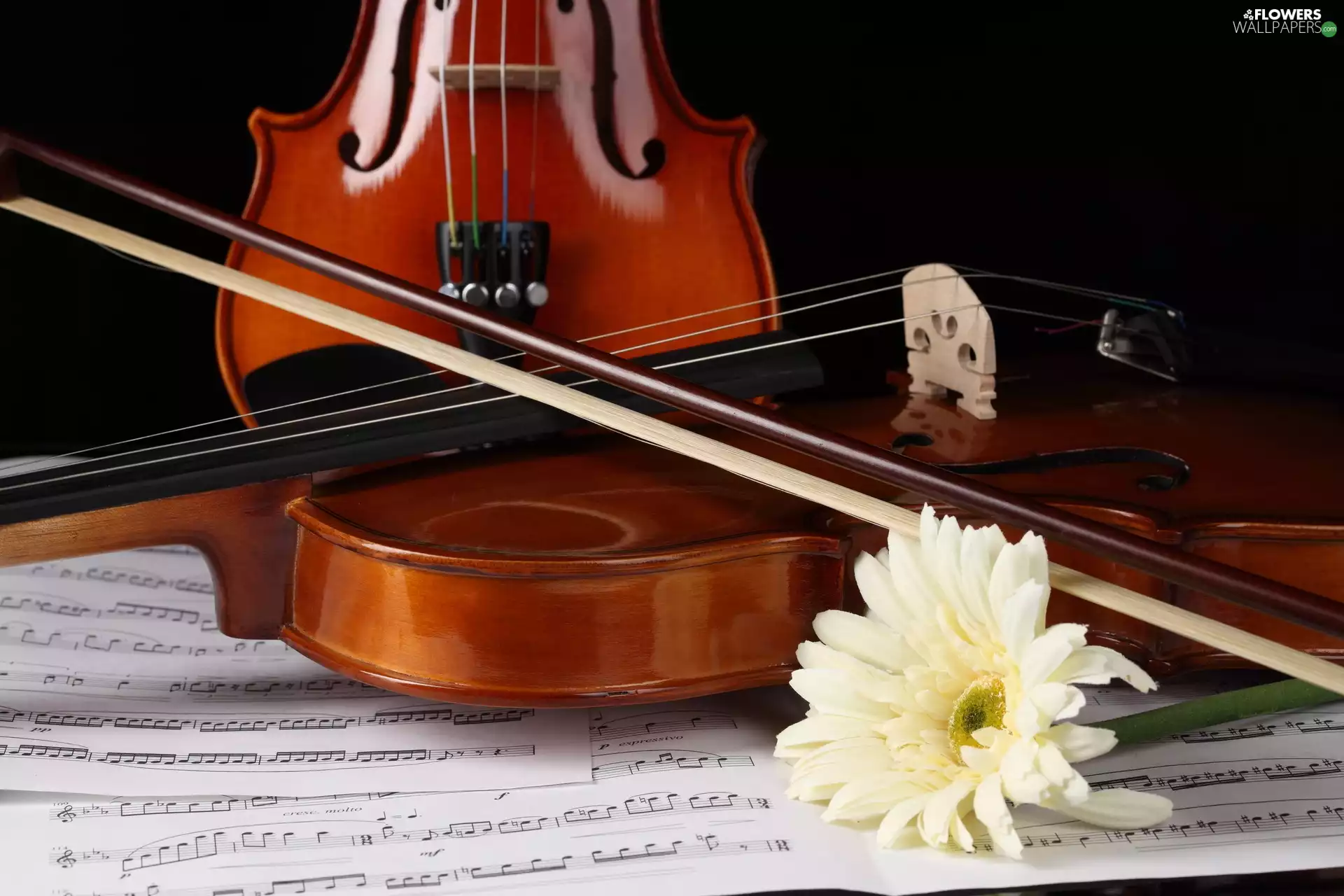 Colourfull Flowers, Tunes, violin, Gerbera