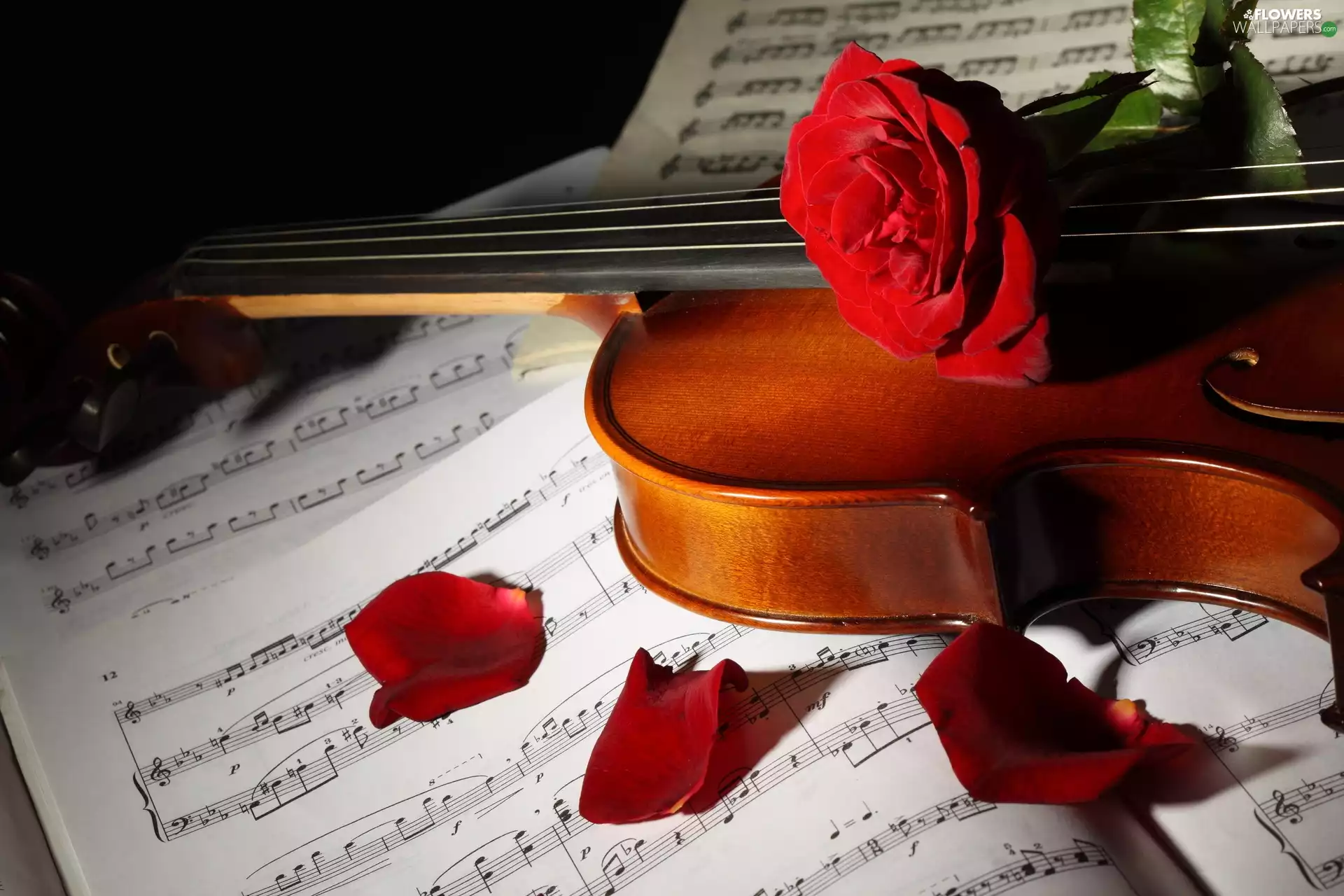 Colourfull Flowers, Tunes, violin, Rose