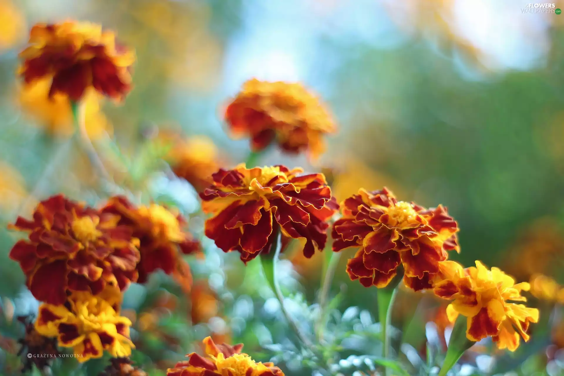 Flowers, Tagetes, Turki