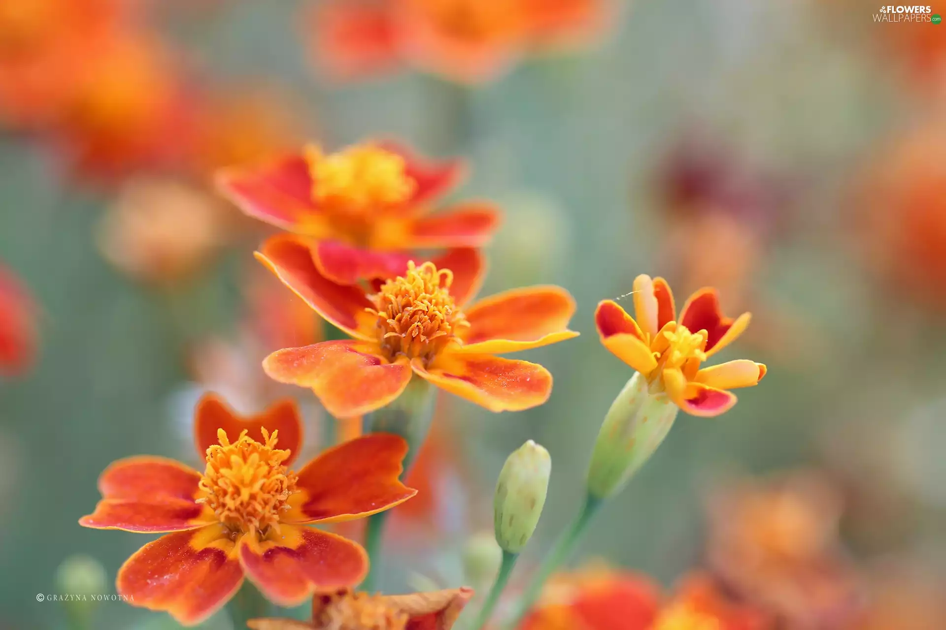 Flowers, Tagetes, Turki