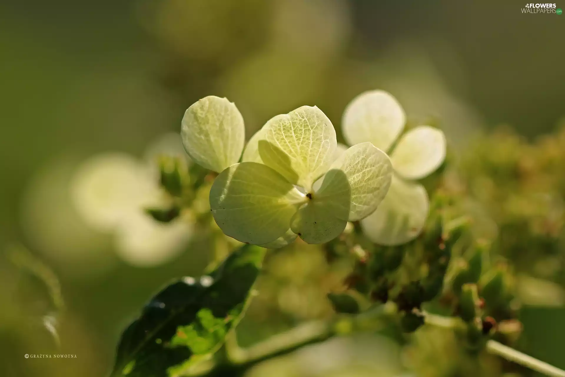 twig, hydrangea, Colourfull Flowers