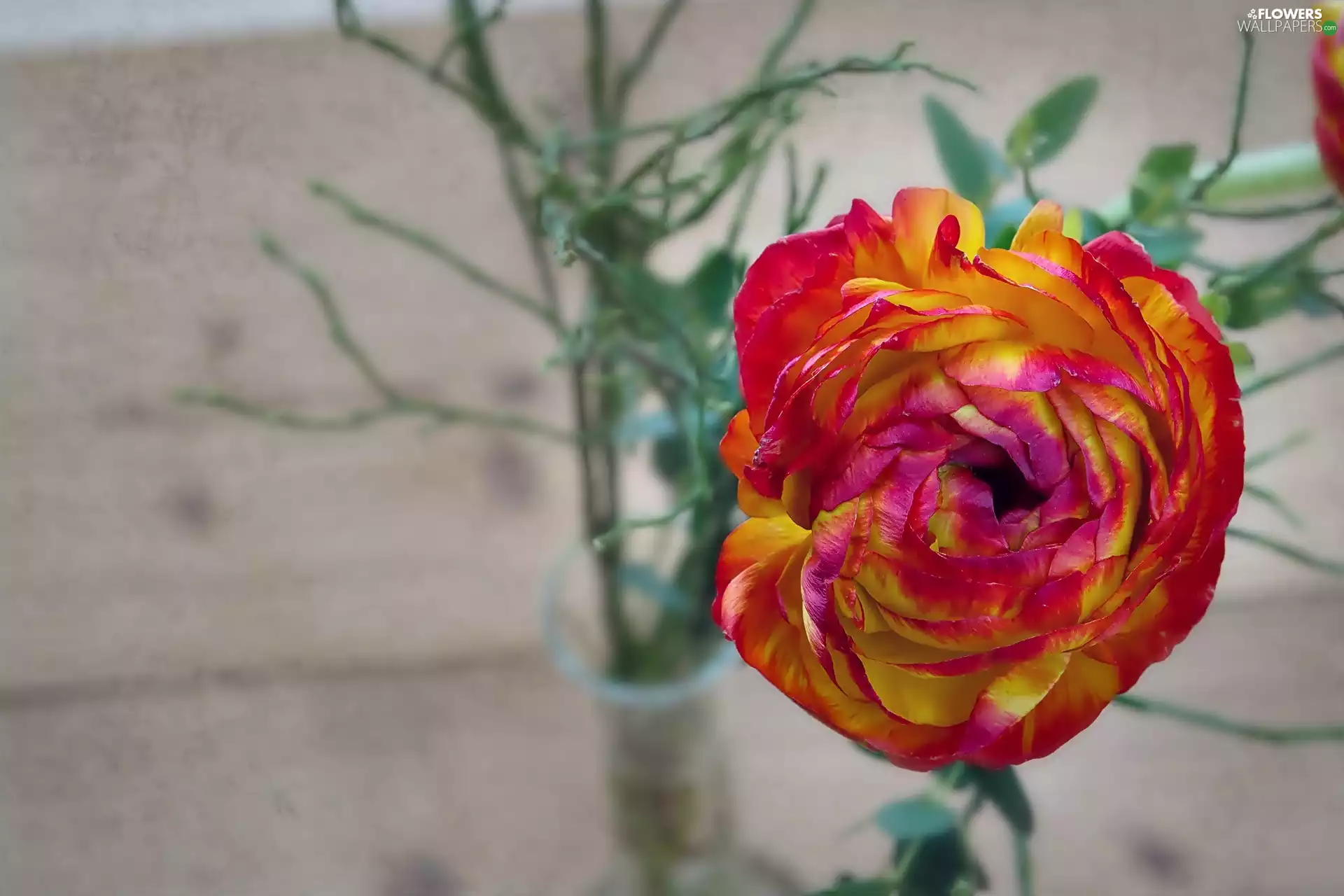Colourfull Flowers, Twigs, background, buttercup
