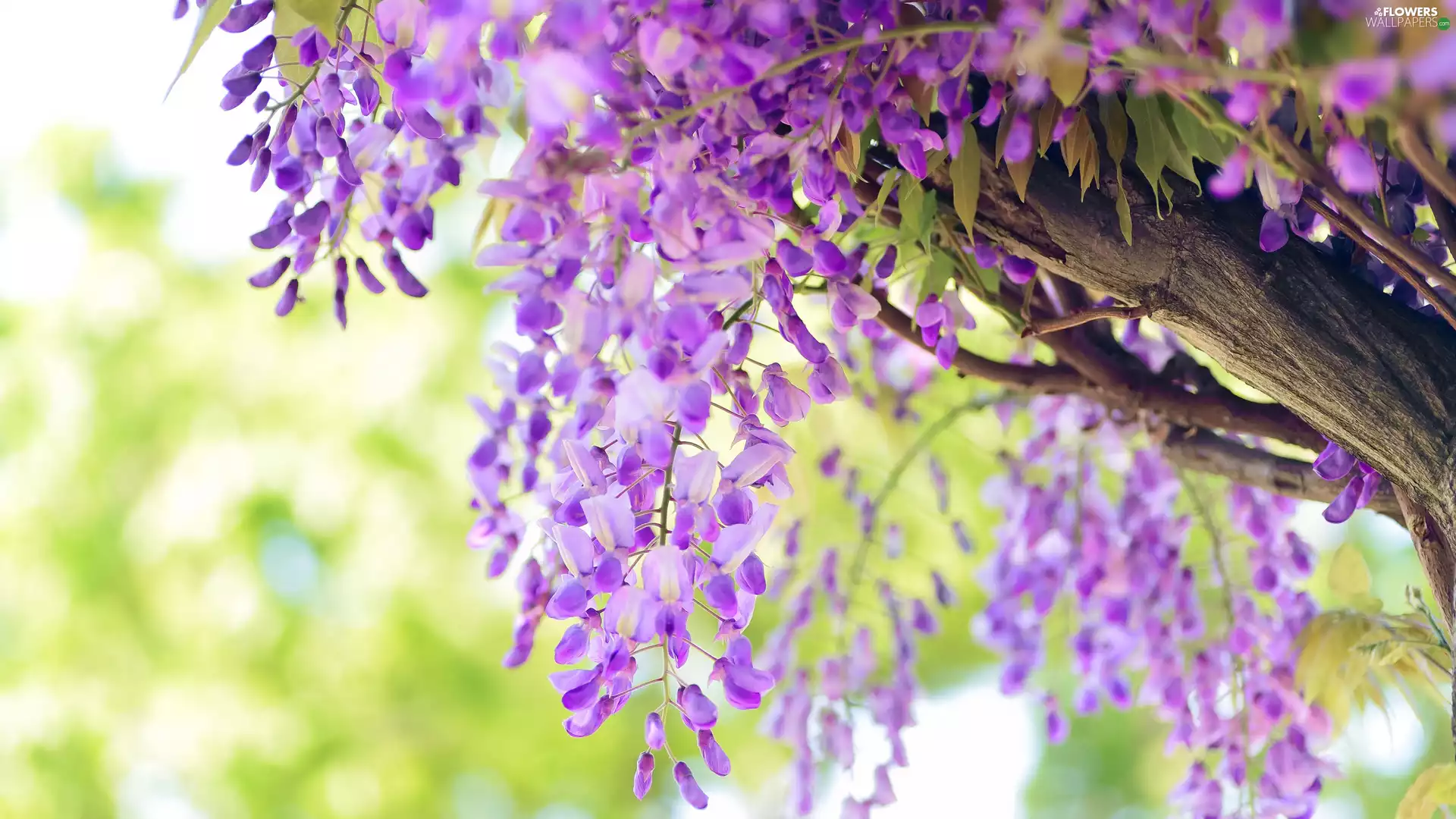 Flowers, wistaria, Twigs