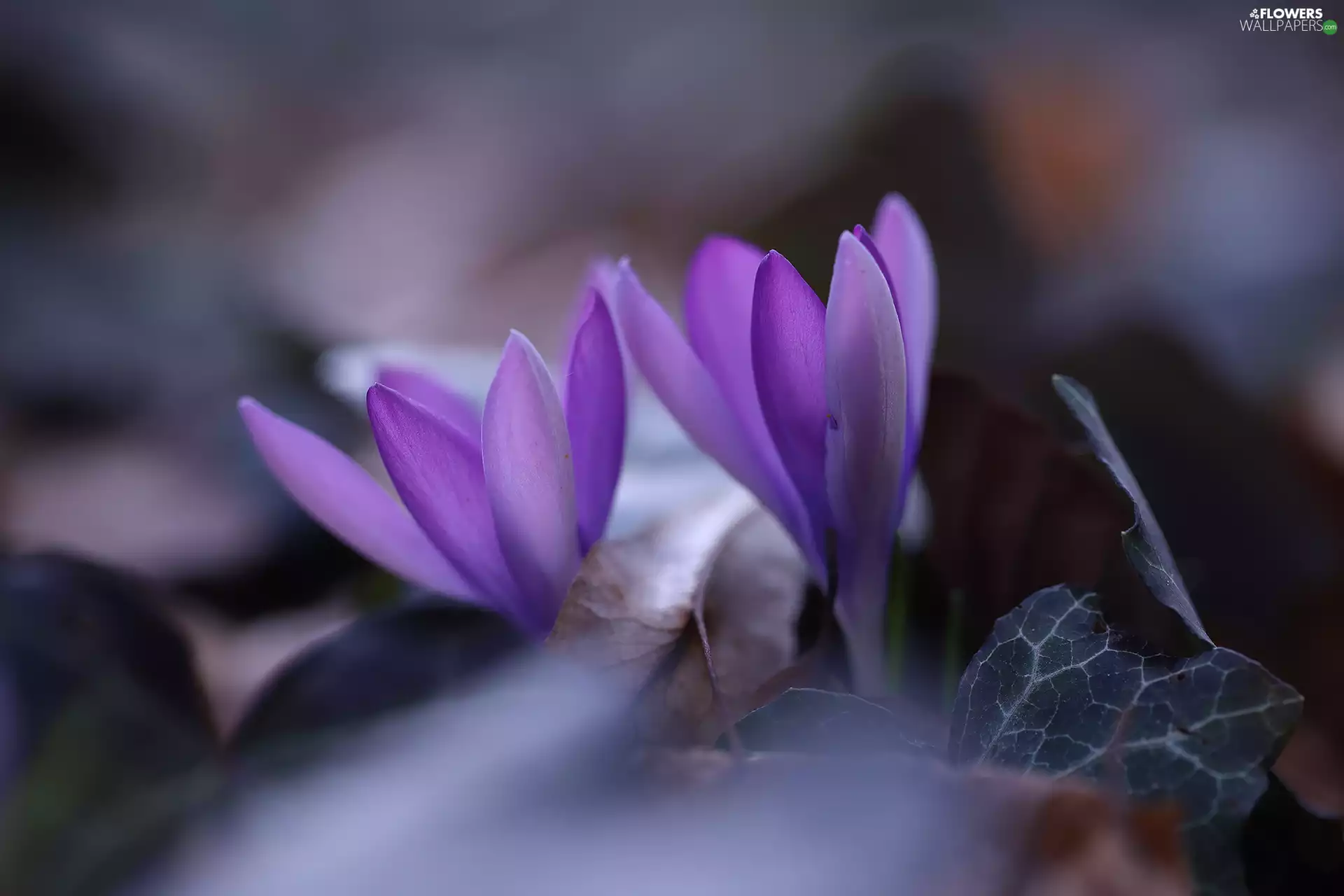 crocuses, Flowers, Two cars, purple