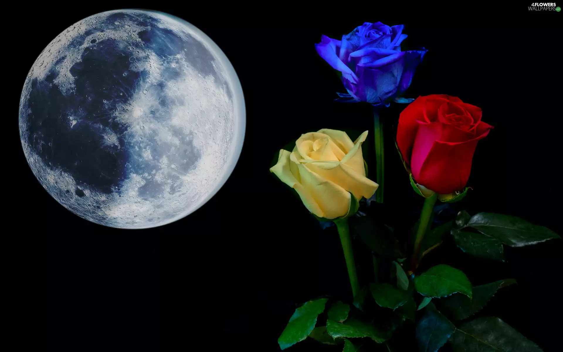 Flowers, Three, red hot, roses, Yellow Honda, moon, Universe, Blue
