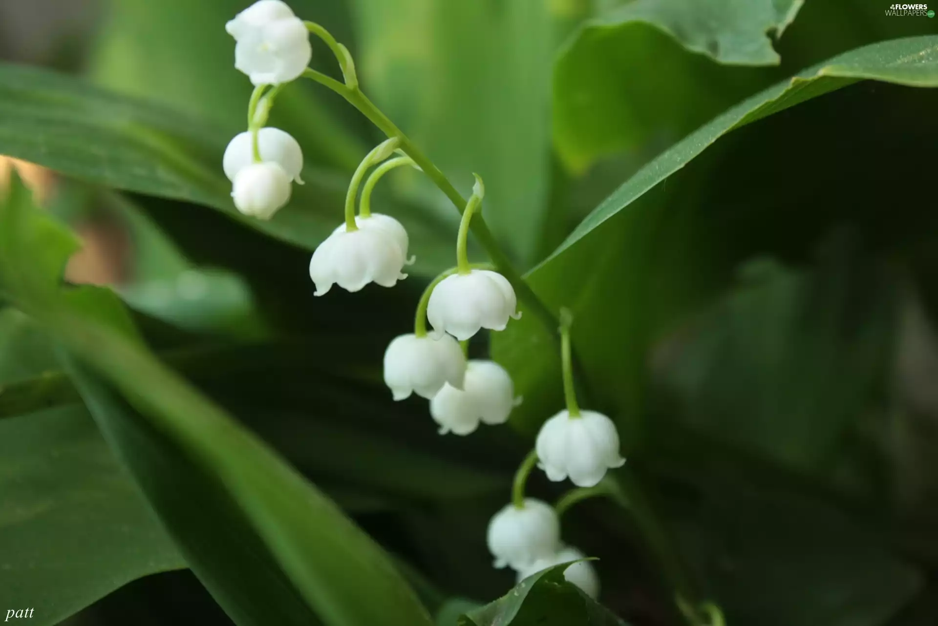 lily of the Valley, White, flowers