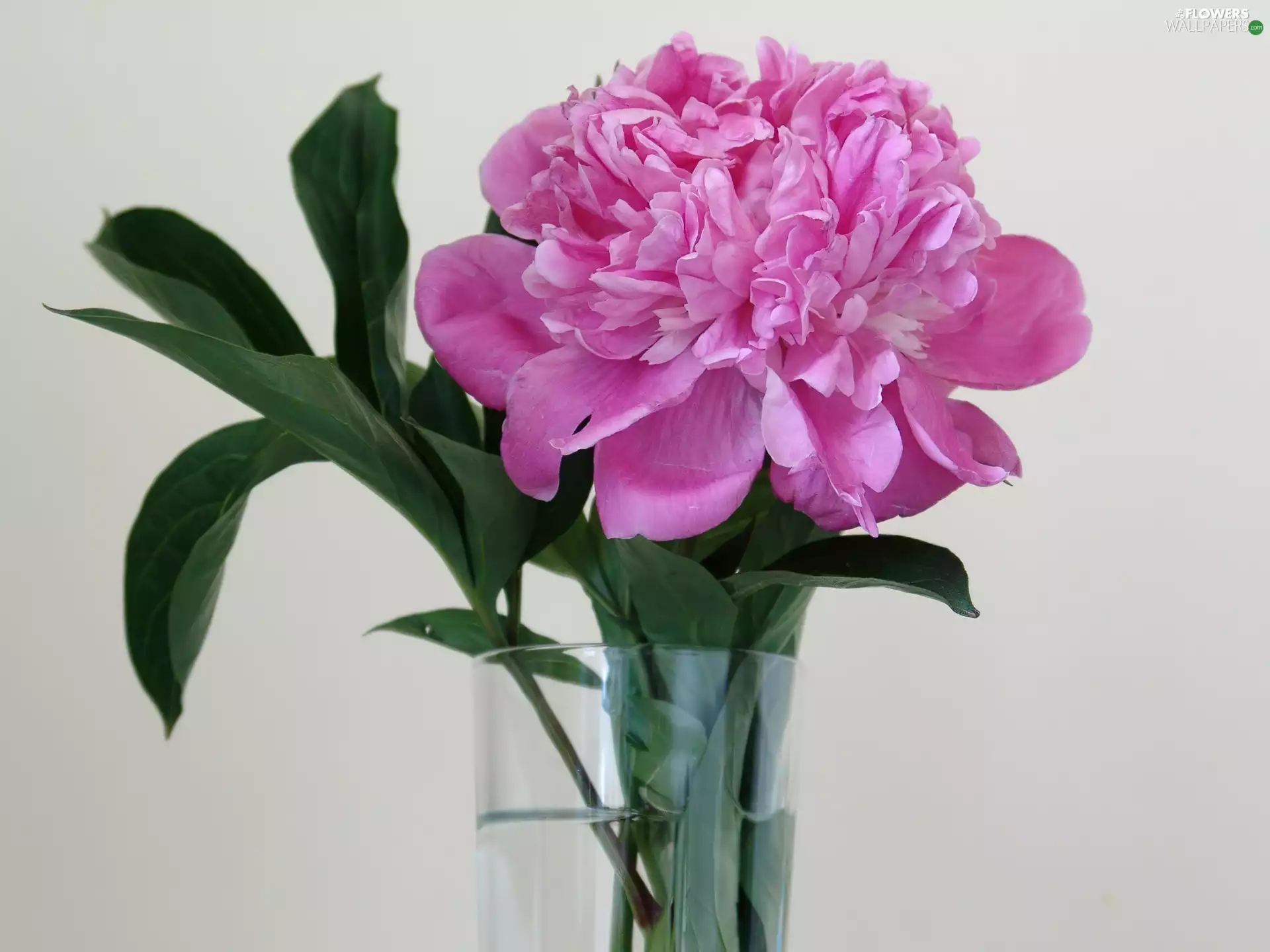 Vase, peony, Colourfull Flowers