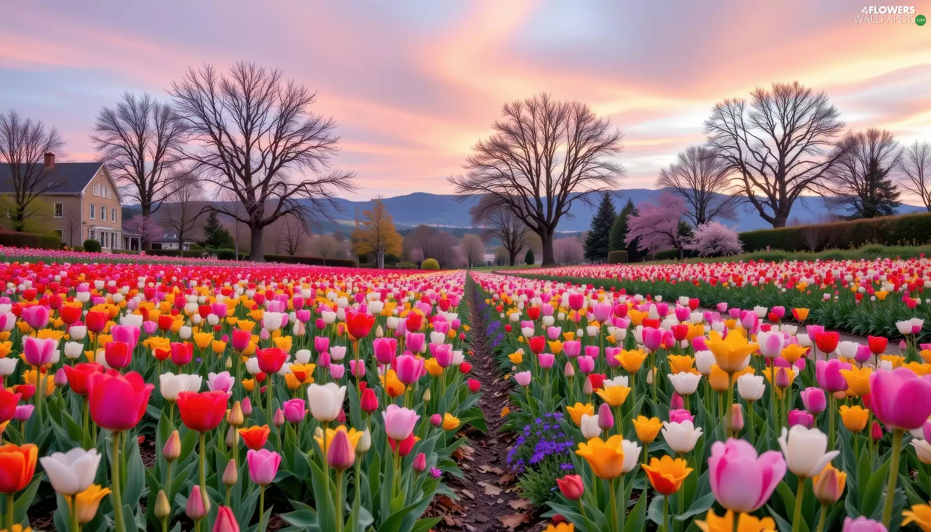 Flowers, Field, Tulips, color, Mountains, Great Sunsets, trees, viewes, house