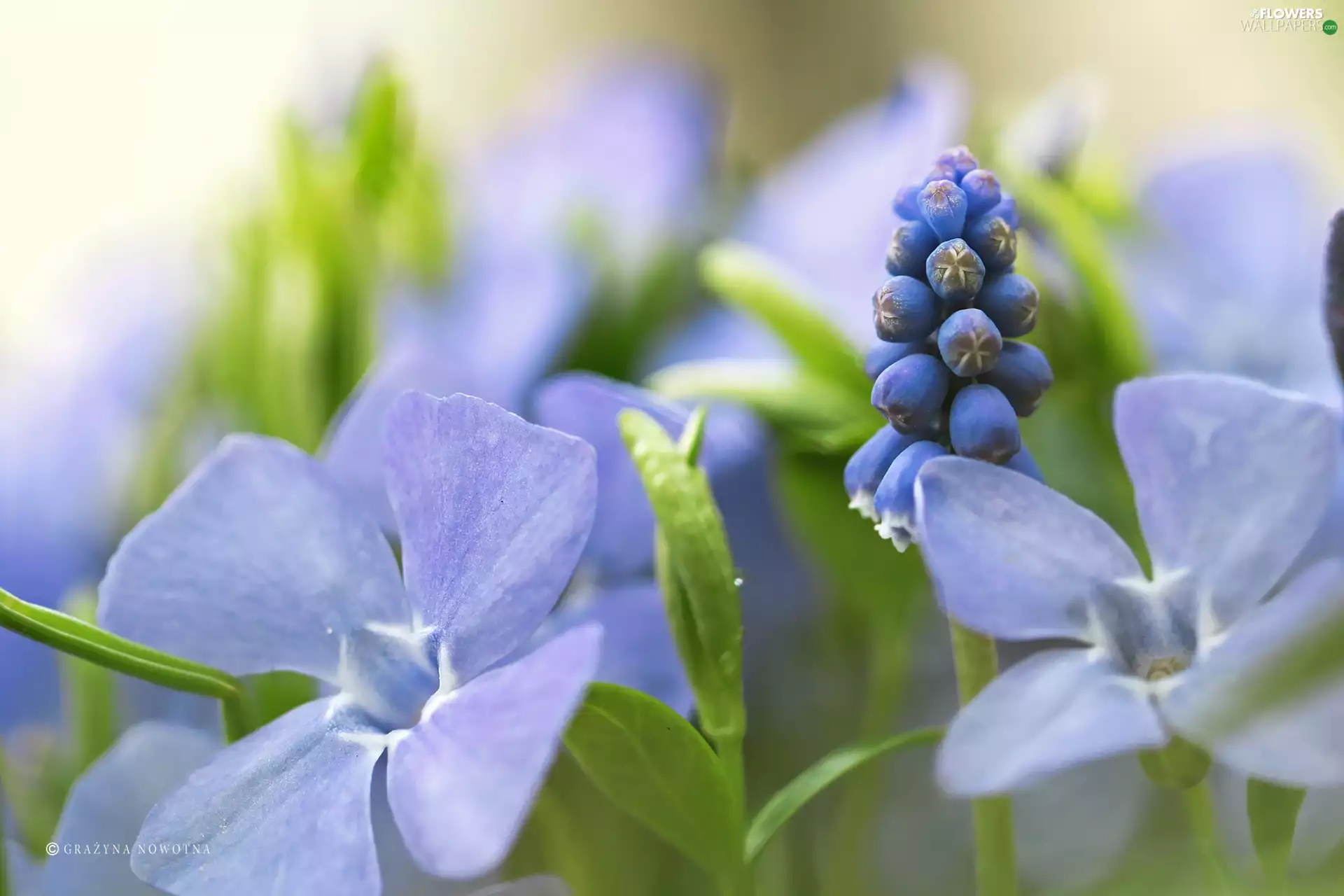 Flowers, Muscari, Vinca