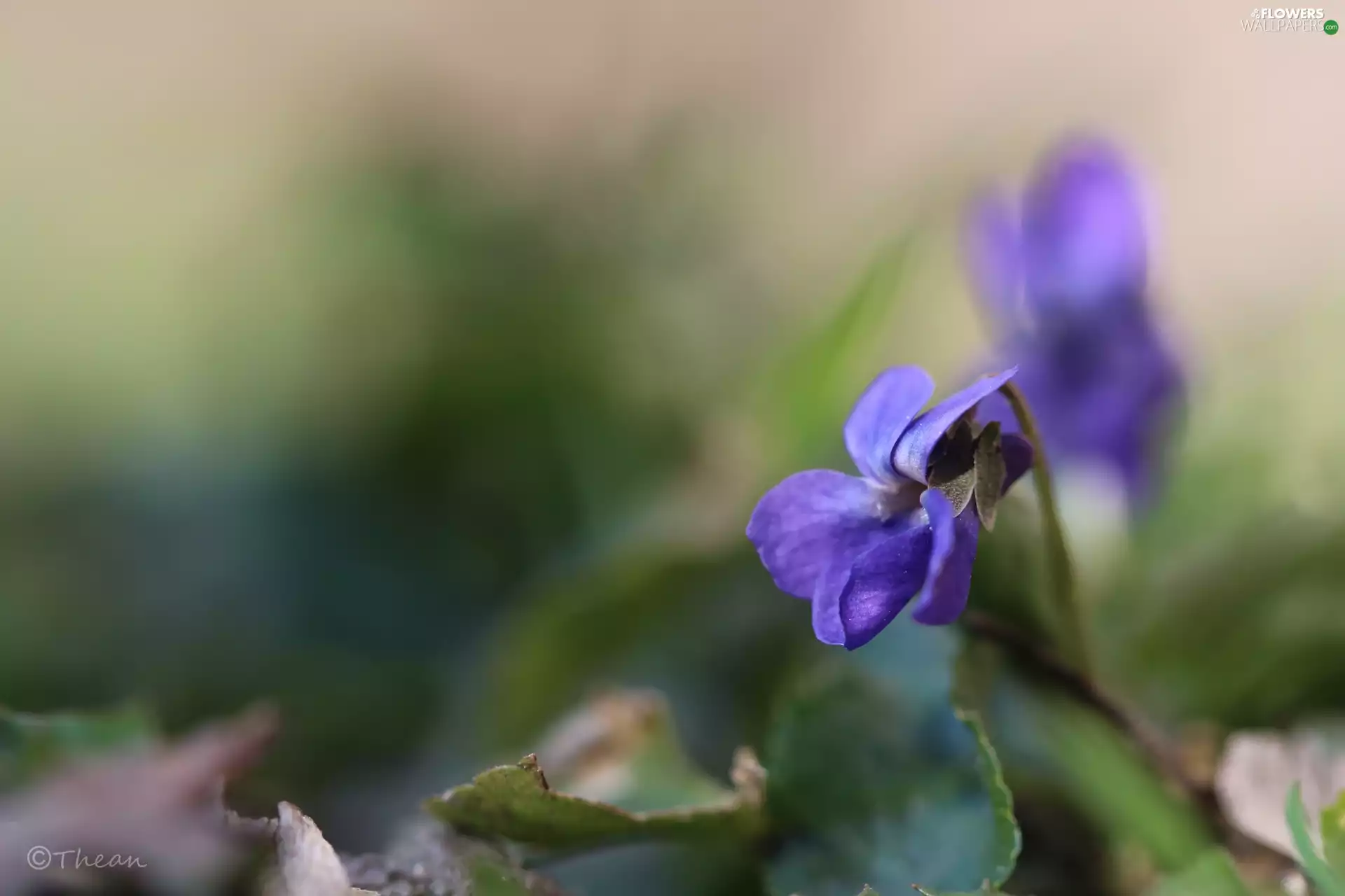 Colourfull Flowers, Viola odorata, Violet