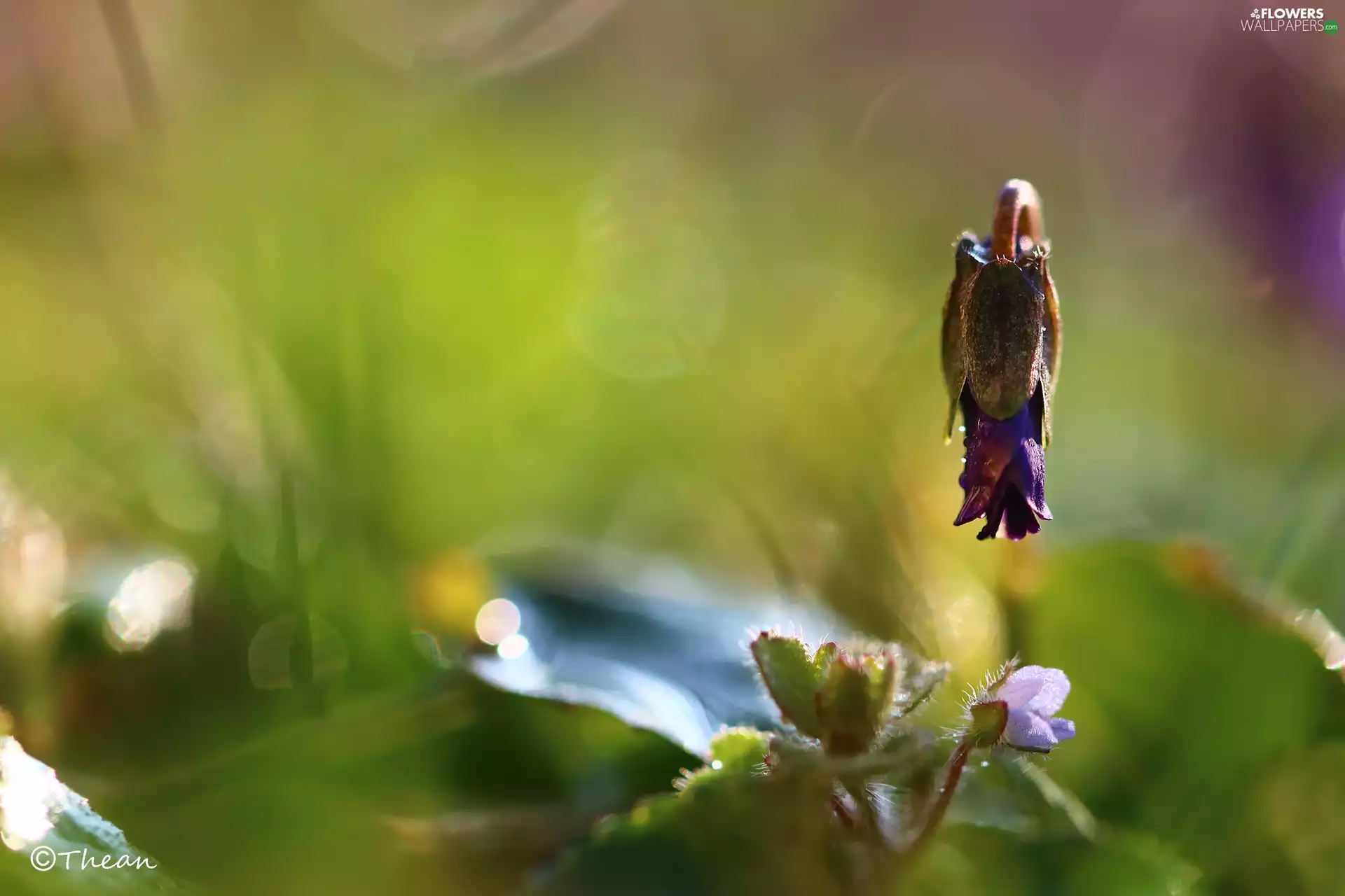 Viola odorata, Colourfull Flowers, Spring, Violet