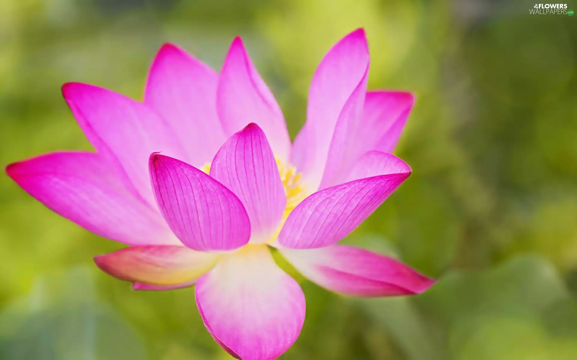 Colourfull Flowers, Violet, flakes, delicate