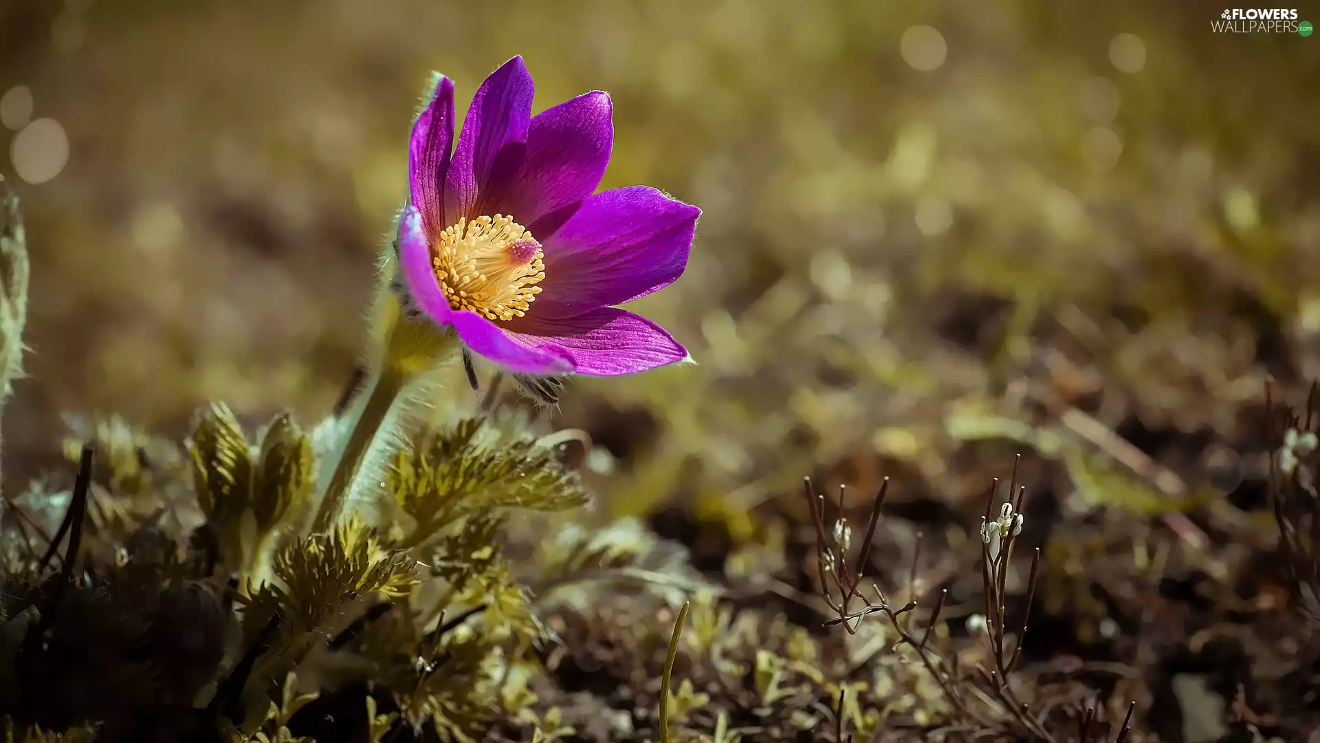 Colourfull Flowers, Violet, pasque, developed