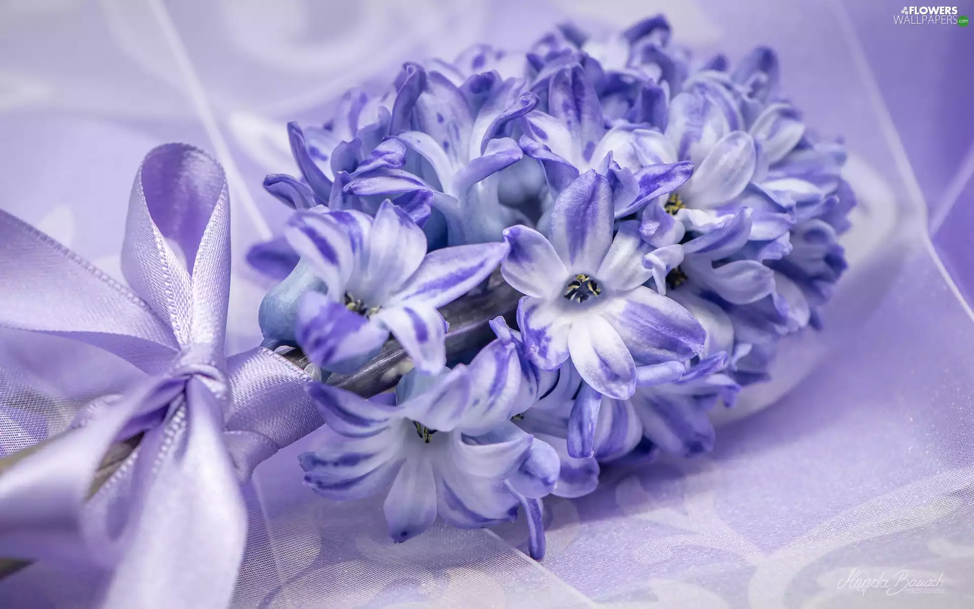 Colourfull Flowers, Violet, ribbon, hyacinth