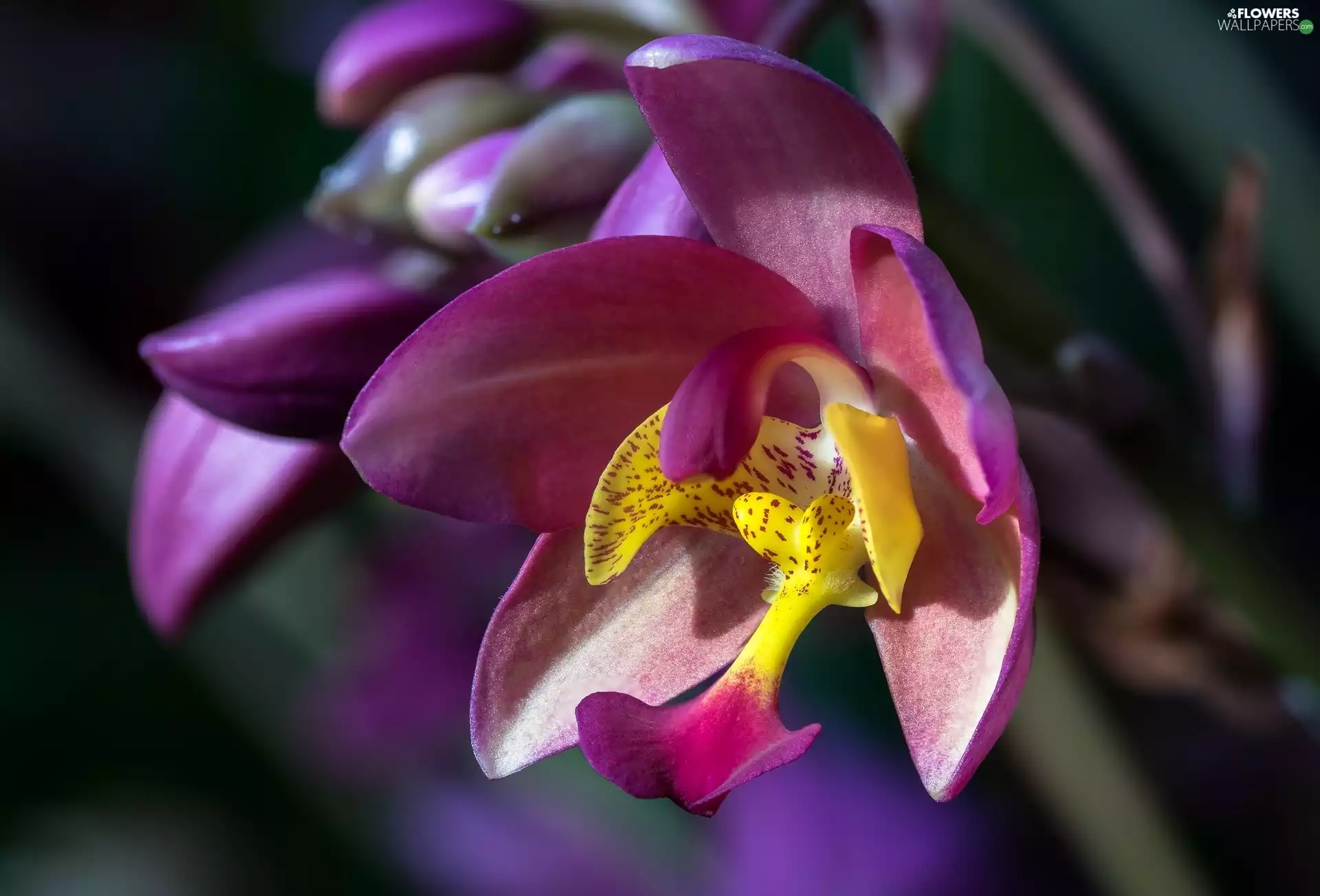 Colourfull Flowers, Violet, rapprochement, orchid