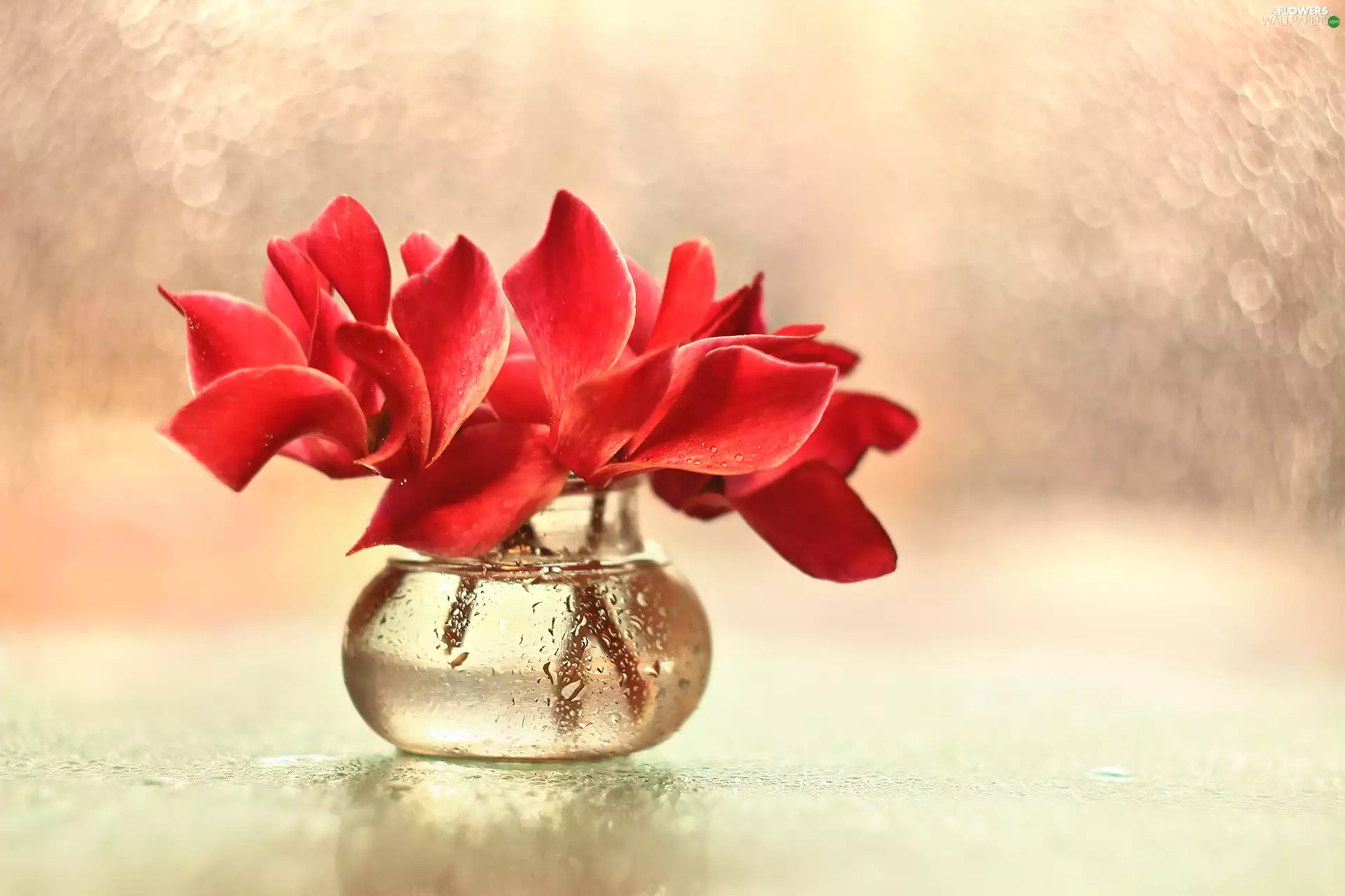 Red, Flowers, Alpine Violets, Cyclamen, decoration