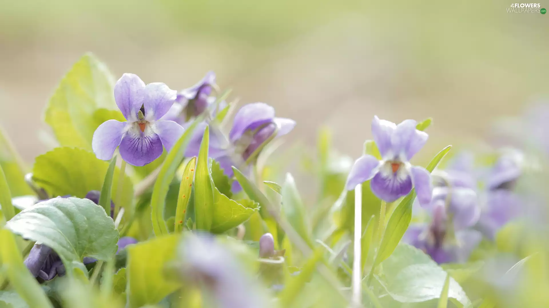 Flowers, fragrant violets