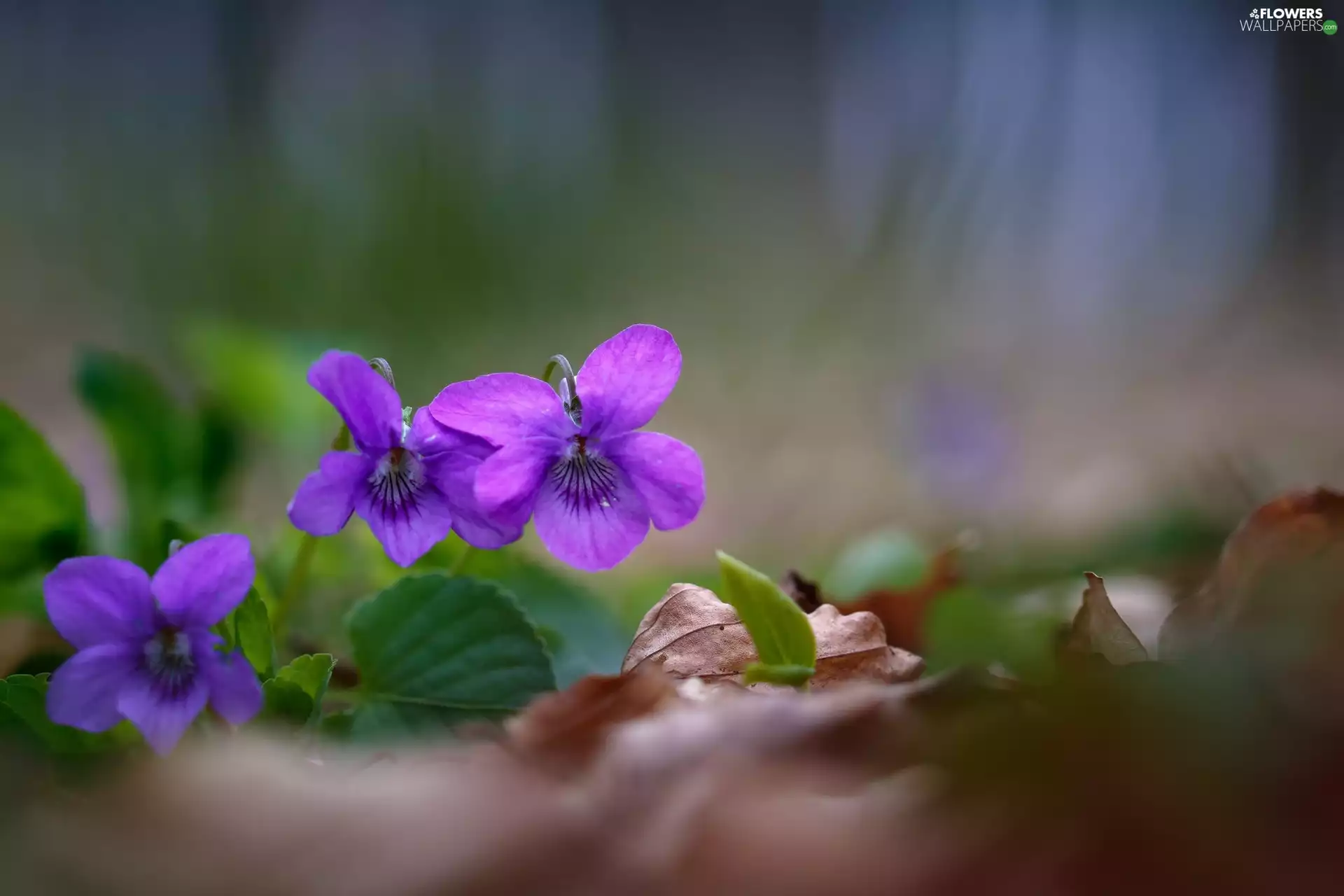 Violets, Leaf, litter, Flowers