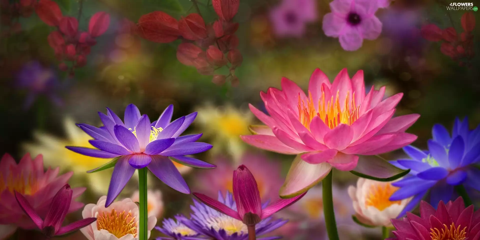 water-lily, color, Flowers