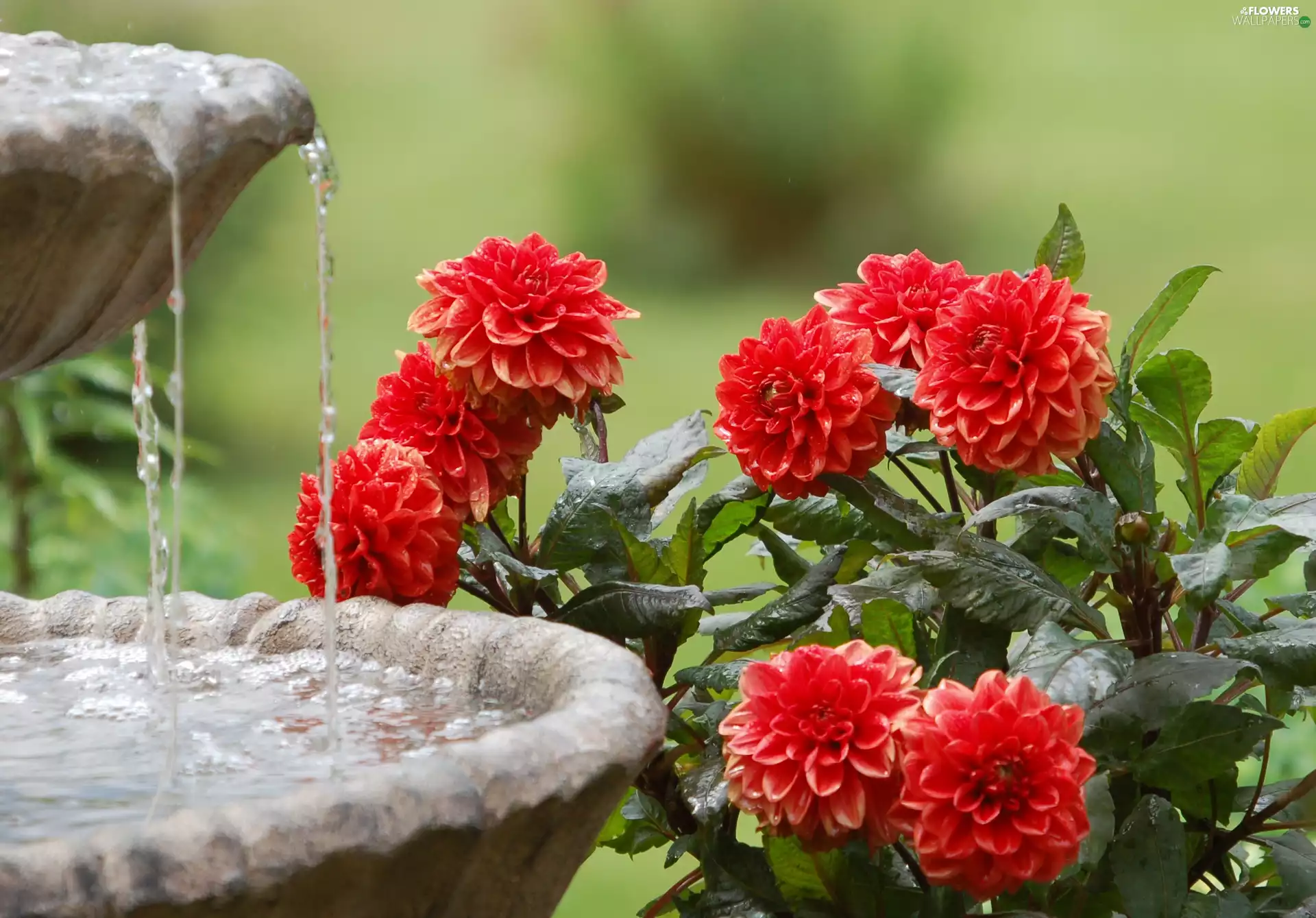 Flowers, fountain, water