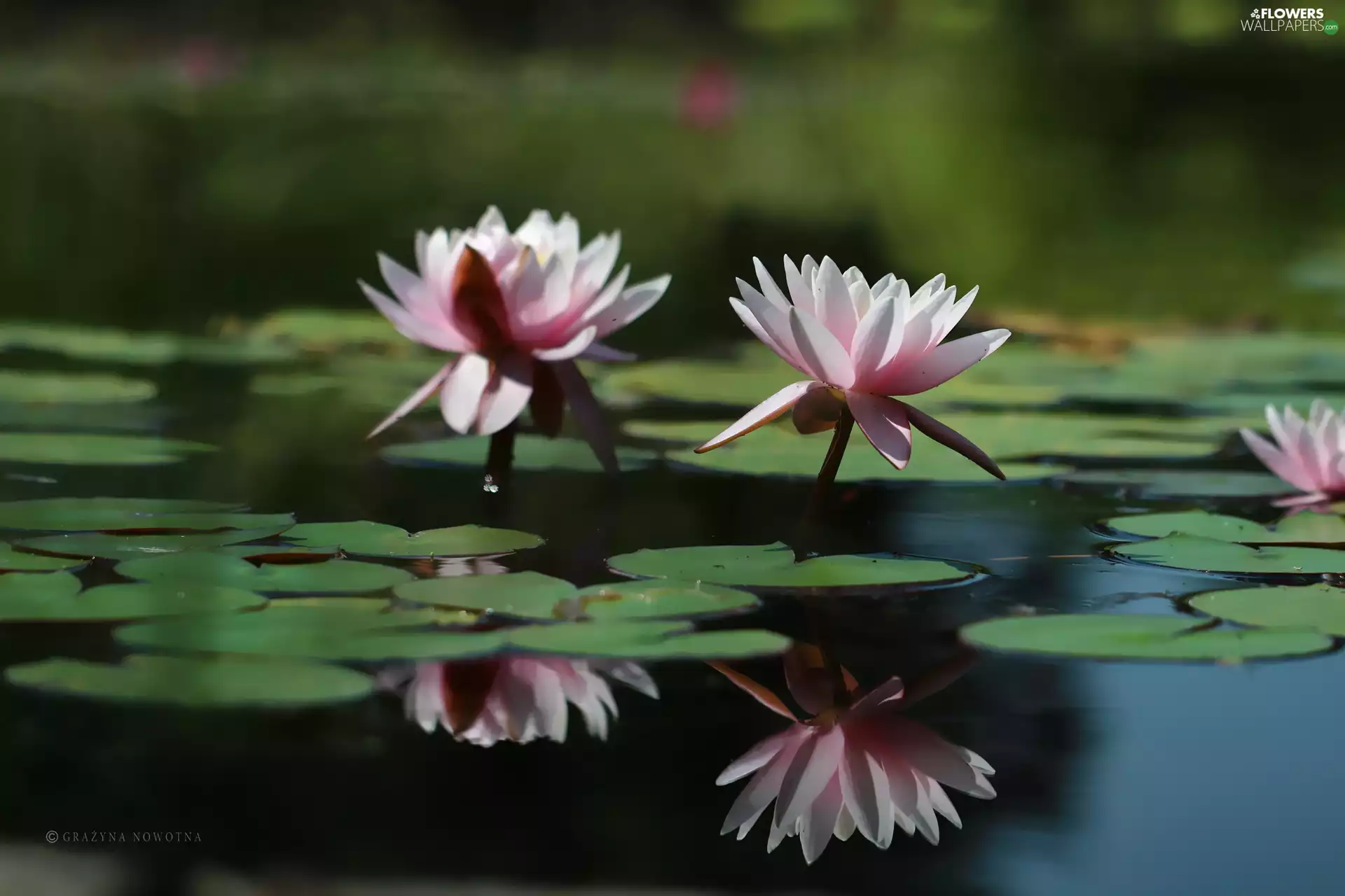 Flowers, lilies, water