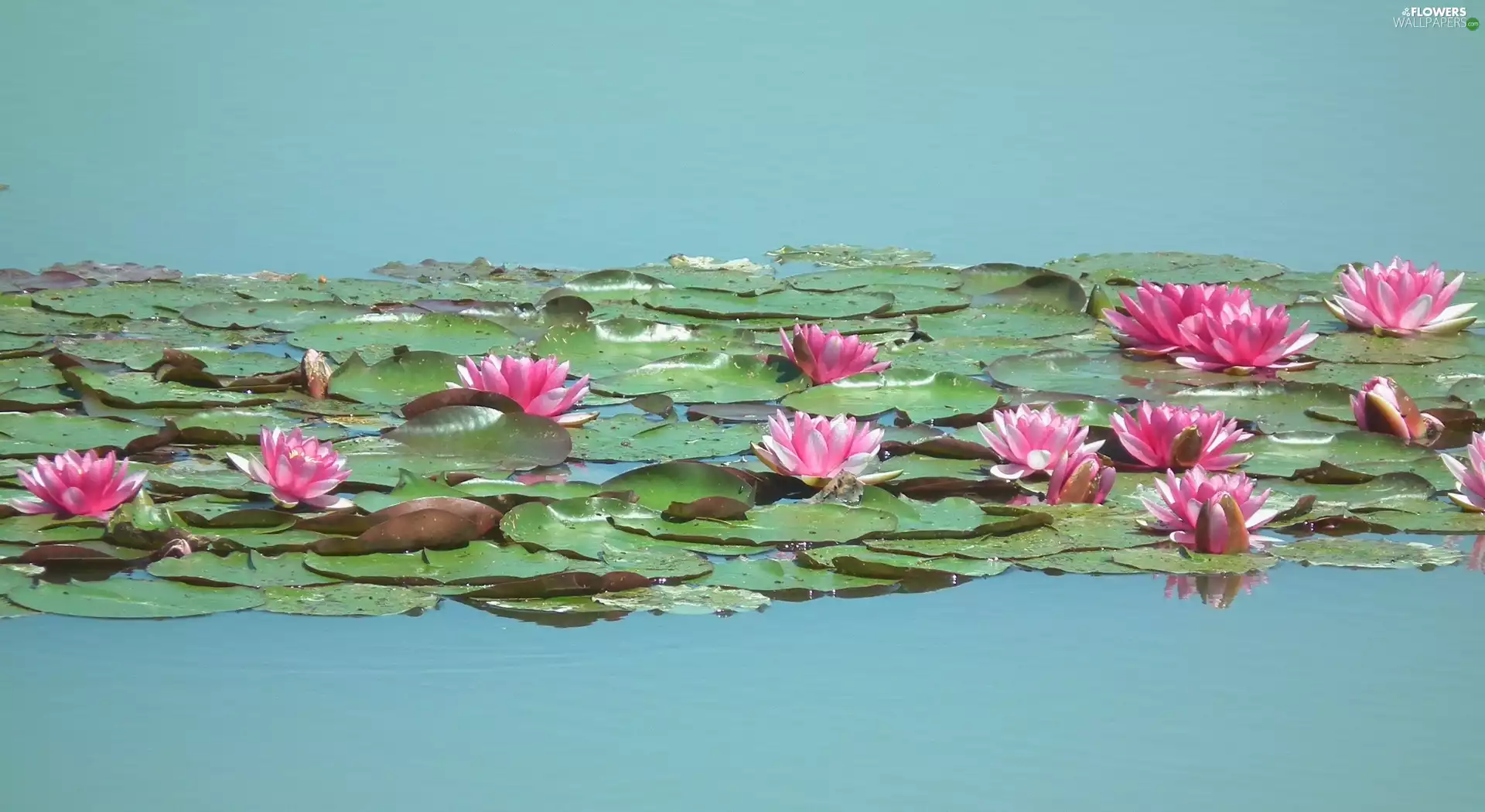 Water lilies, nature, Flowers