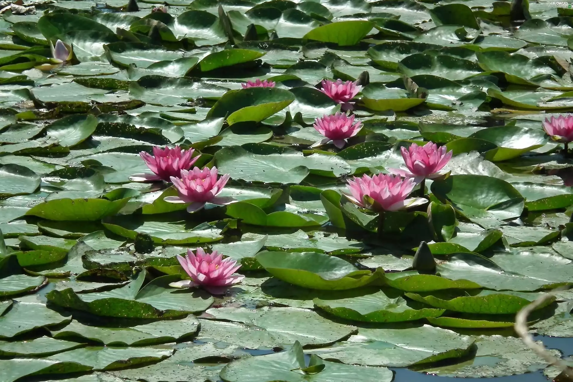 Water lilies, nature, Flowers