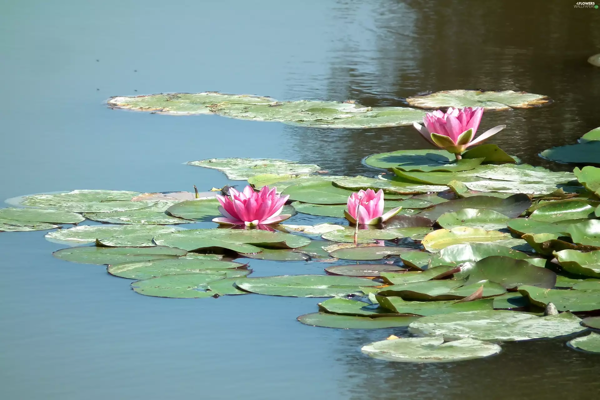 Water lilies, nature, Flowers