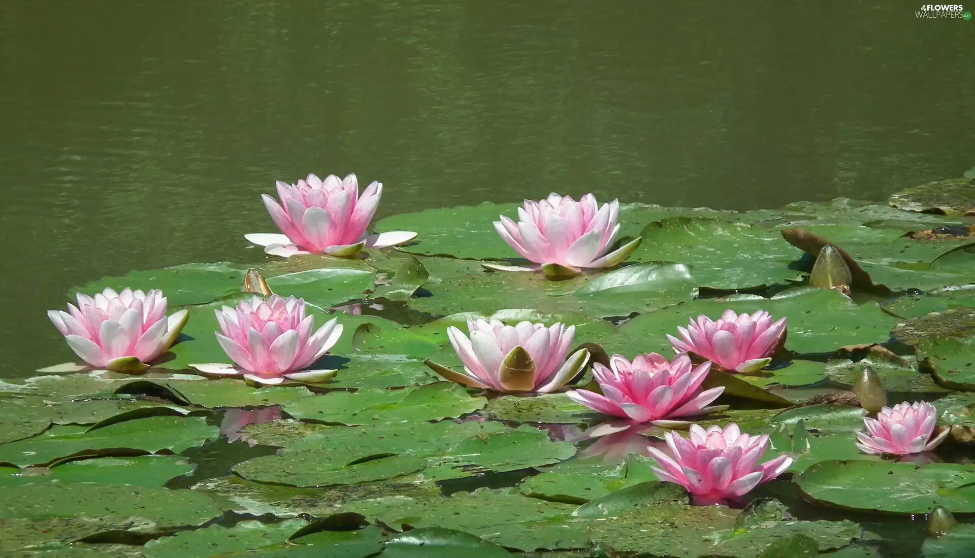 Water lilies, nature, Flowers