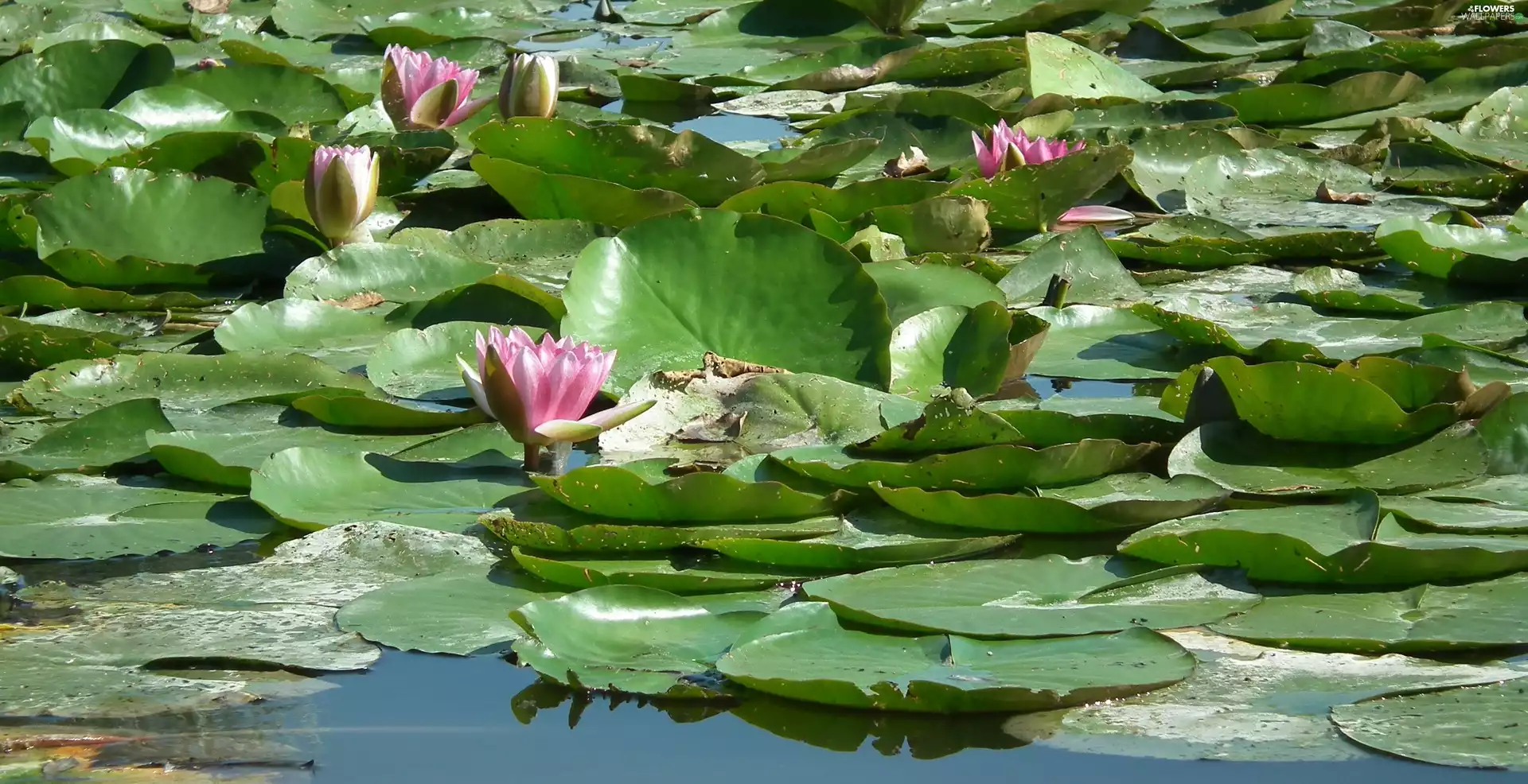 Water lilies, nature, Flowers