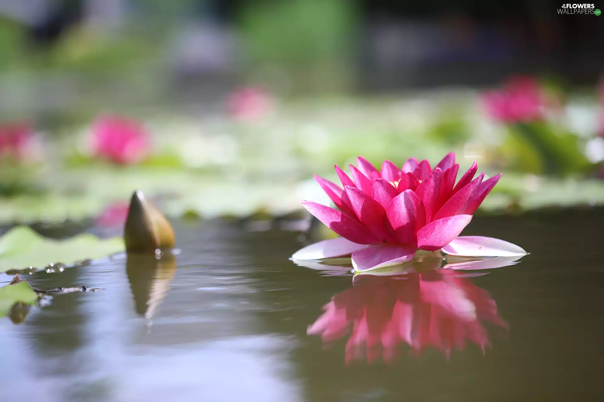 Colourfull Flowers, water-lily, nenuphar