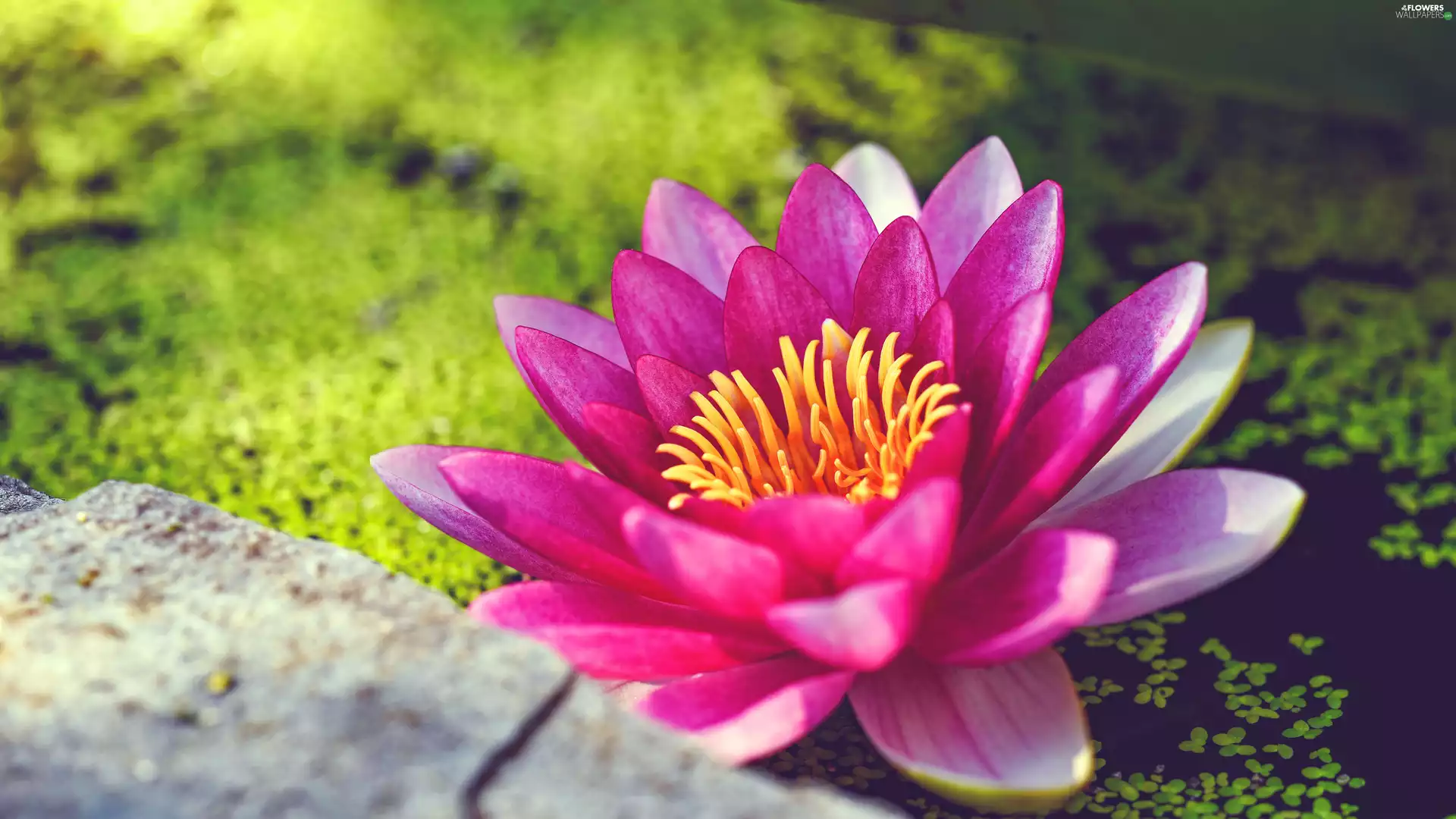 Colourfull Flowers, water-lily, Pink