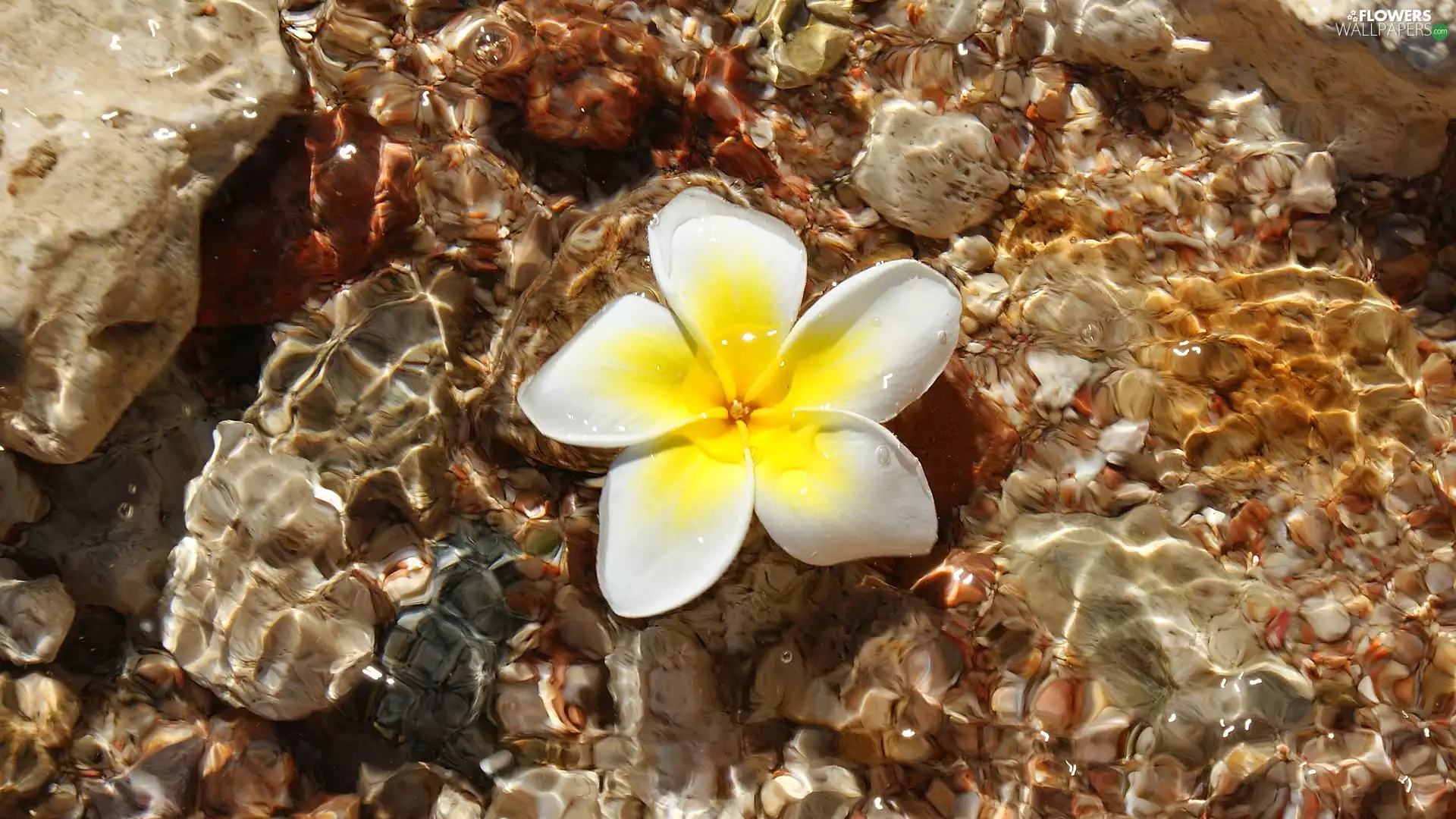Colourfull Flowers, water, Stones, Plumeria