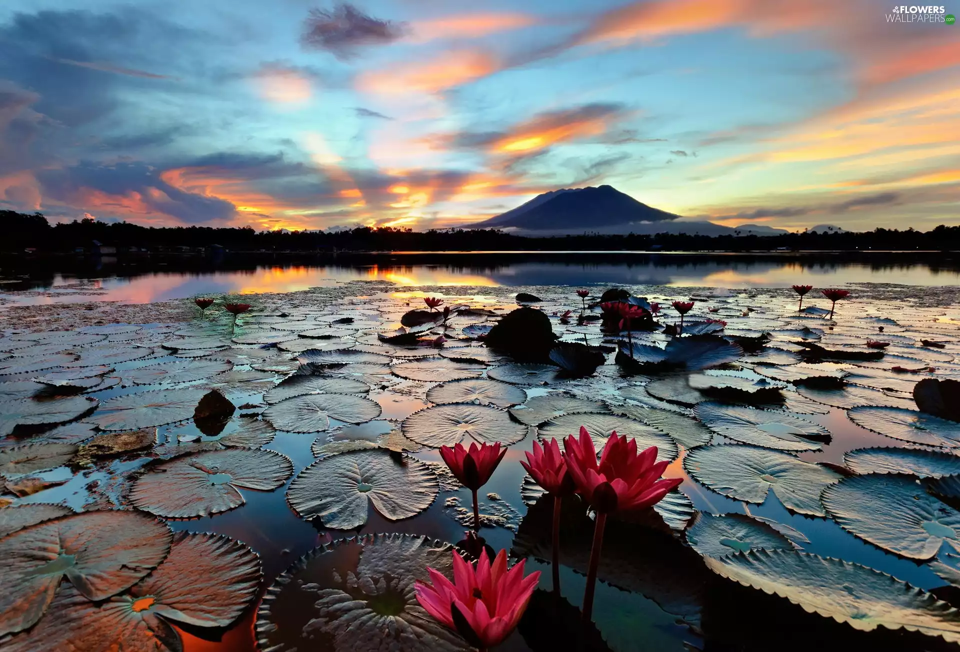 water-lily, Red, Flowers