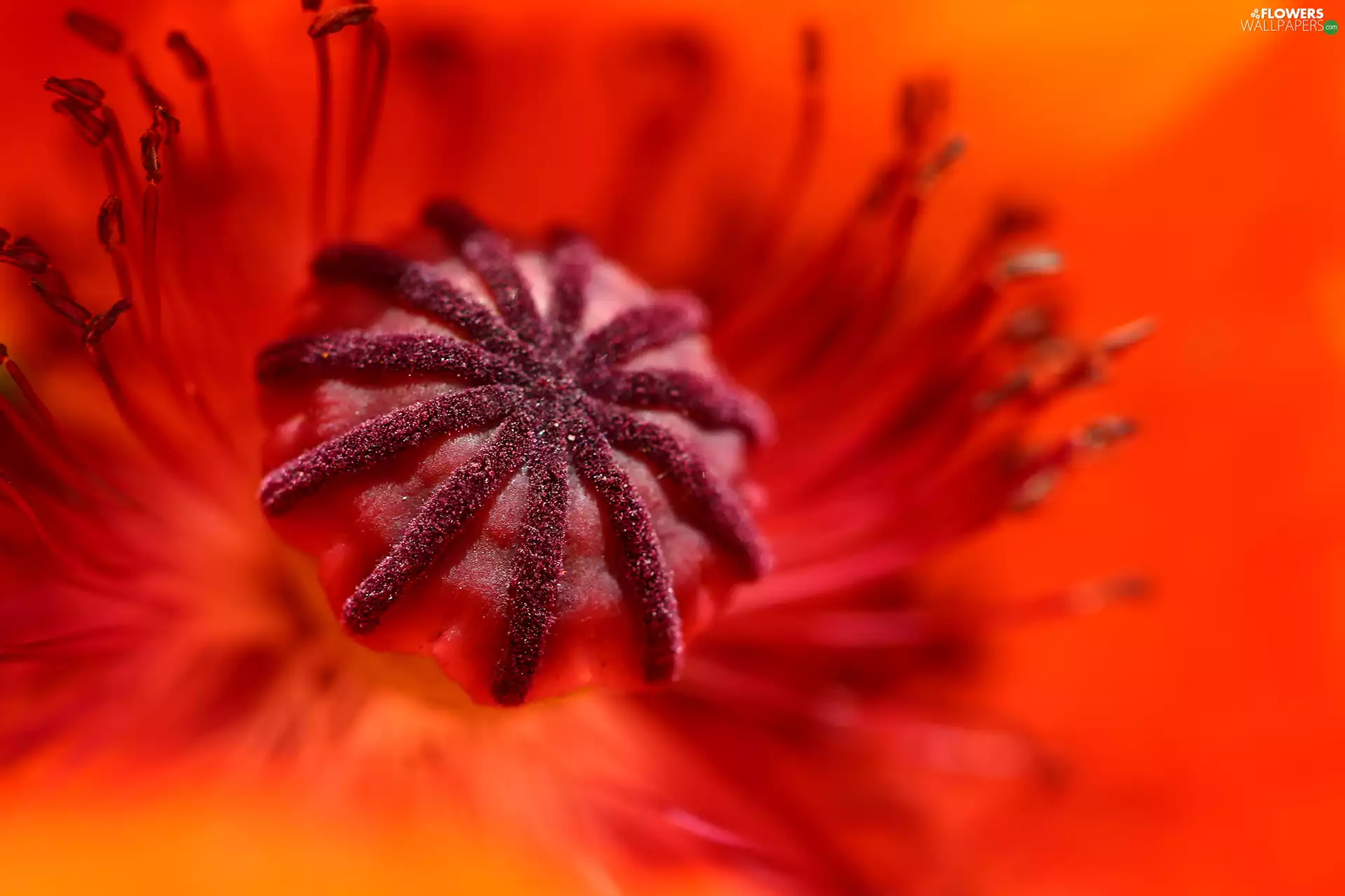Red, Close, Colourfull Flowers, red weed