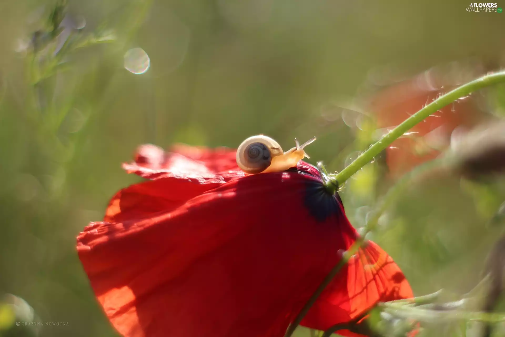 snail, Red, Colourfull Flowers, red weed