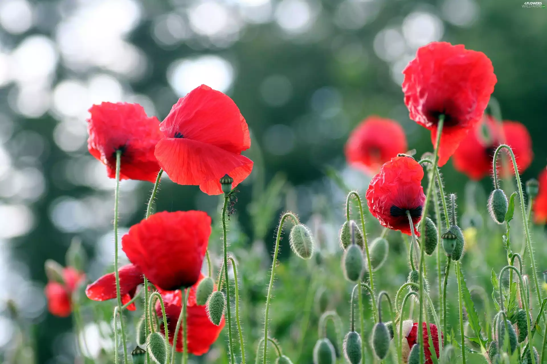 Flowers, red weed