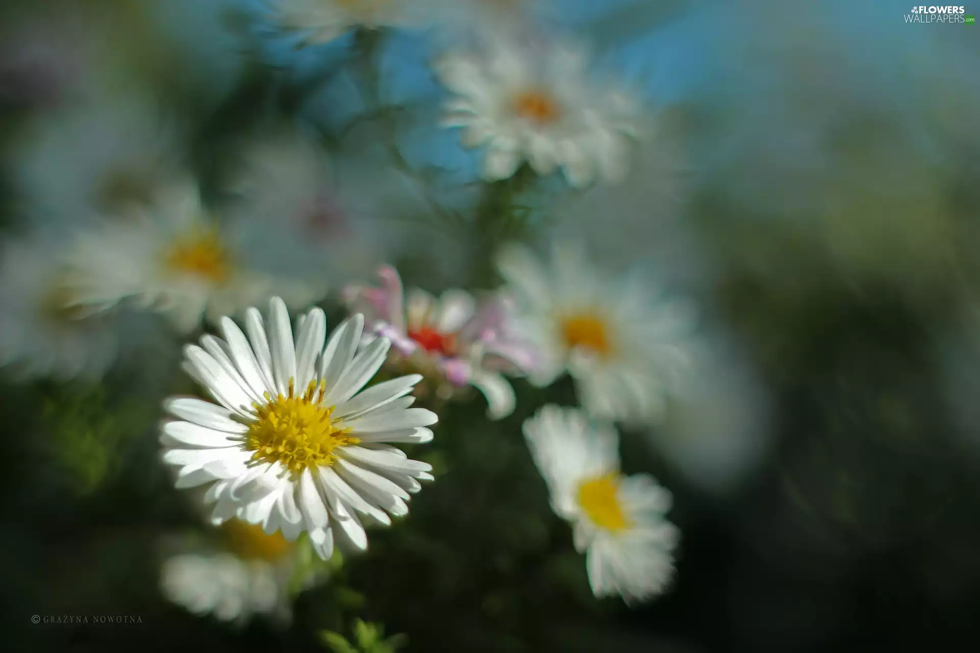 Flowers, Astra, White