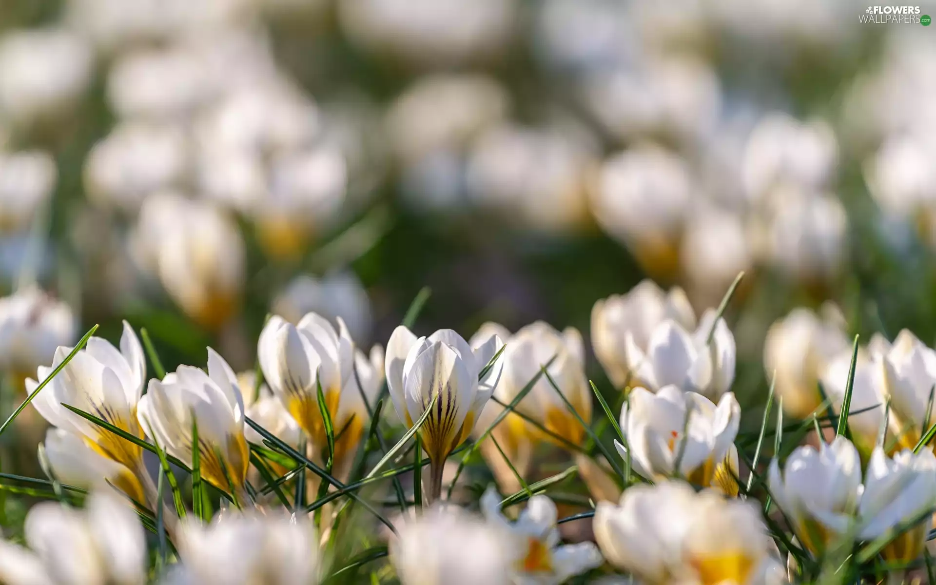 rapprochement, blurry background, Flowers, crocuses, White